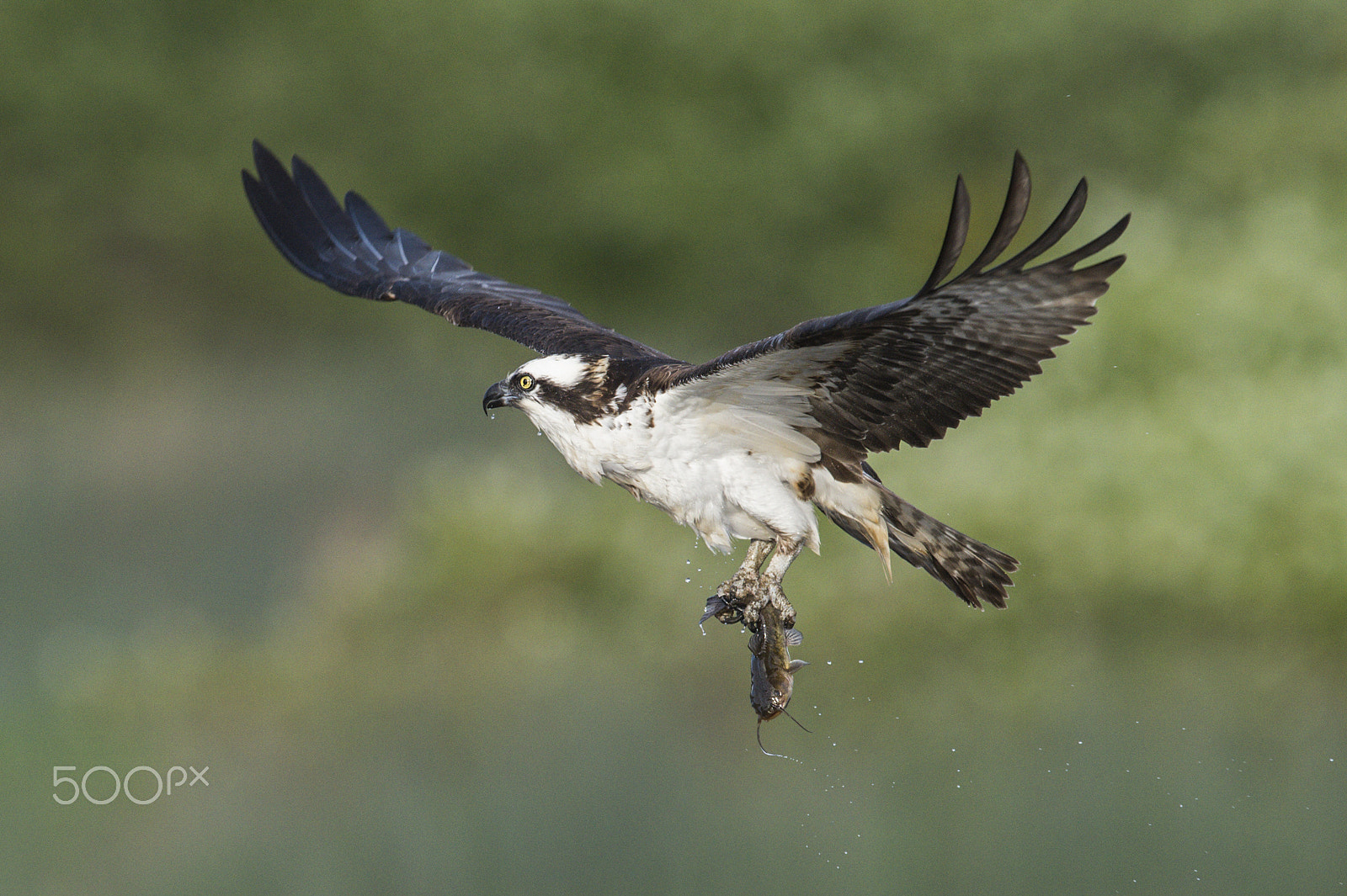 Nikon D4S + Nikon AF-S Nikkor 600mm F4G ED VR sample photo. Osprey fishing photography