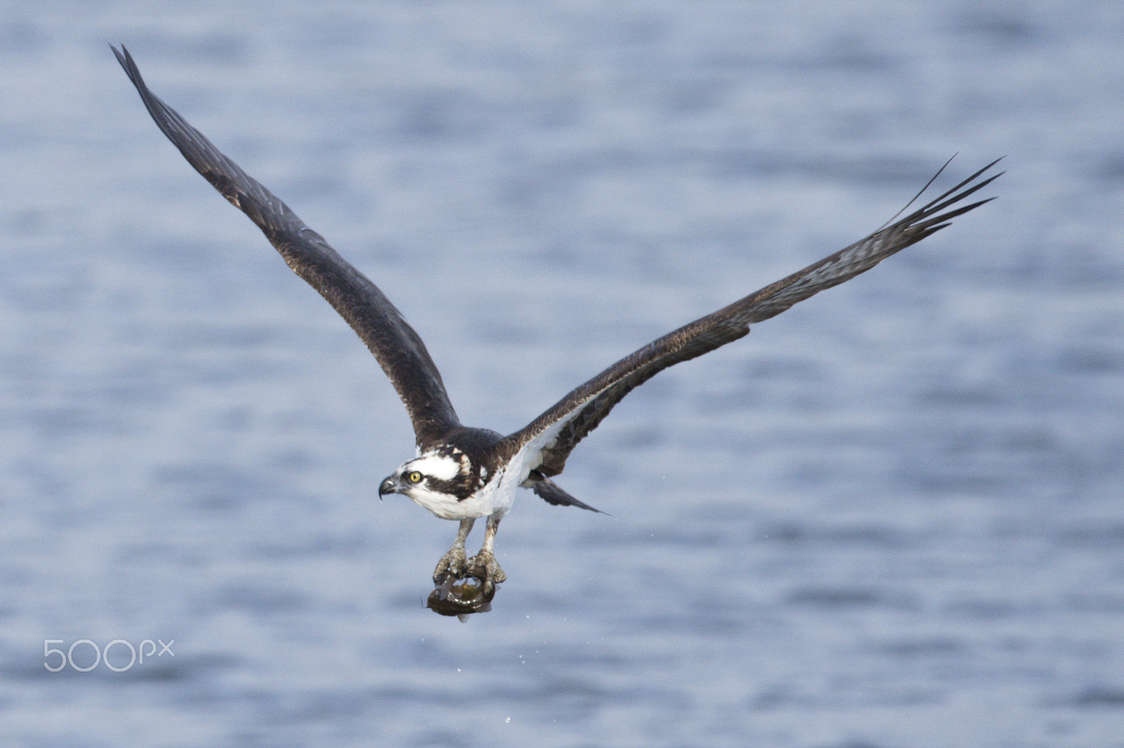 Nikon D4S + Nikon AF-S Nikkor 600mm F4G ED VR sample photo. Osprey fishing photography