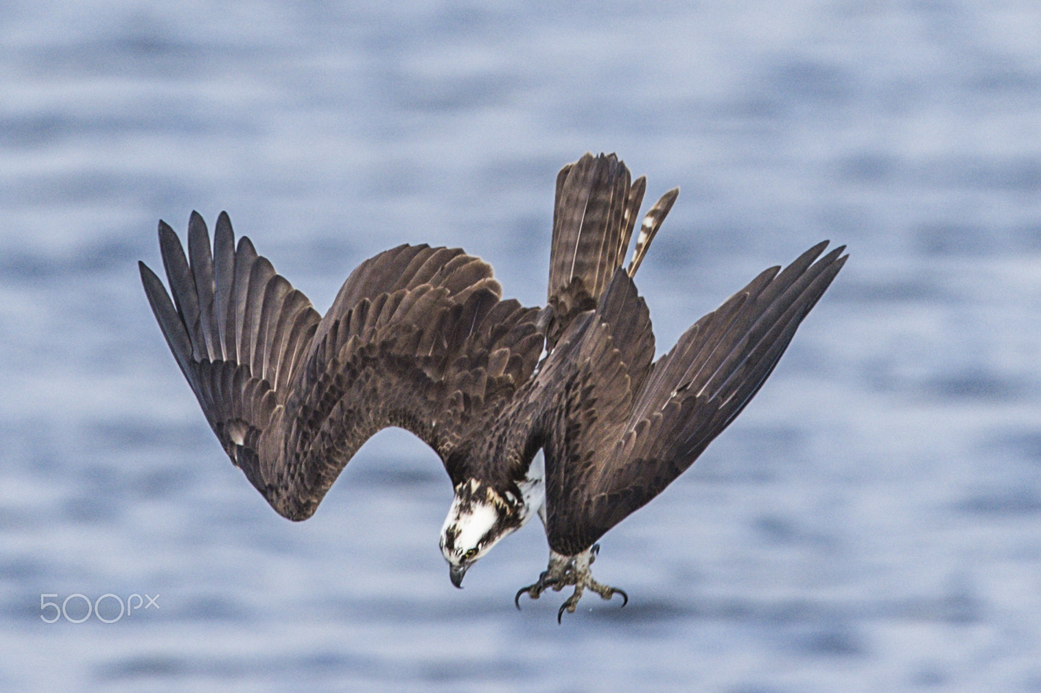 Nikon D4S + Nikon AF-S Nikkor 600mm F4G ED VR sample photo. Osprey fishing photography