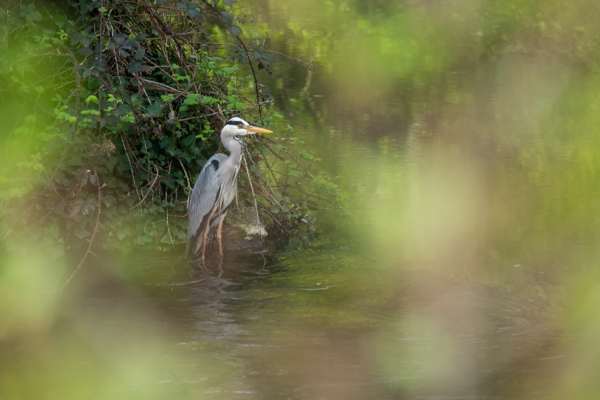 Olympus OM-D E-M10 + Olympus M.Zuiko Digital ED 40-150mm F2.8 Pro sample photo. Heron dream photography