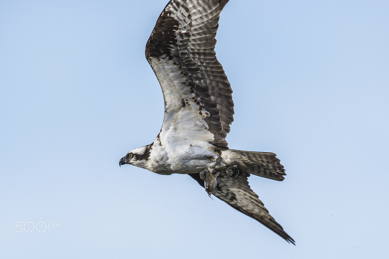 Nikon AF-S Nikkor 600mm F4G ED VR sample photo. Osprey fishing photography