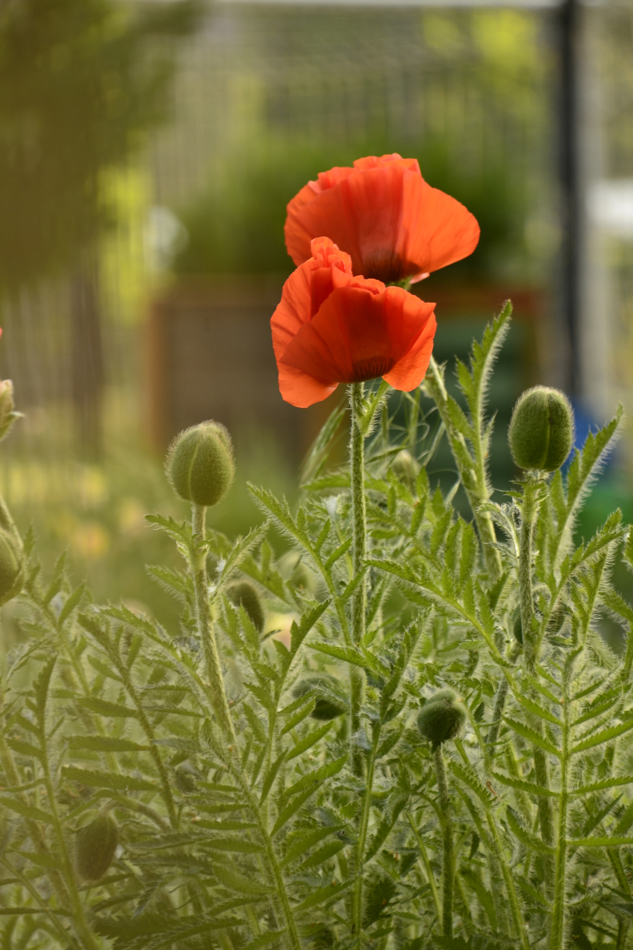 Sigma 18-200mm F3.5-6.3 DC OS HSM sample photo. Flowers wild photography