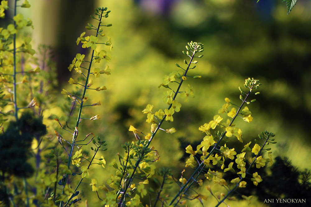 Canon EOS 650D (EOS Rebel T4i / EOS Kiss X6i) sample photo. Yellow spring photography