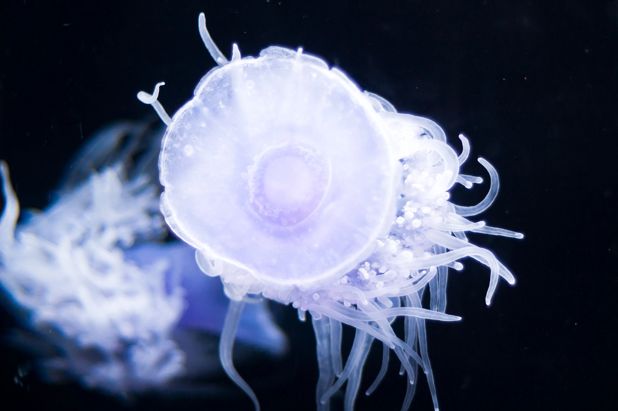 AF Nikkor 50mm f/1.8 N sample photo. Tentacles photography