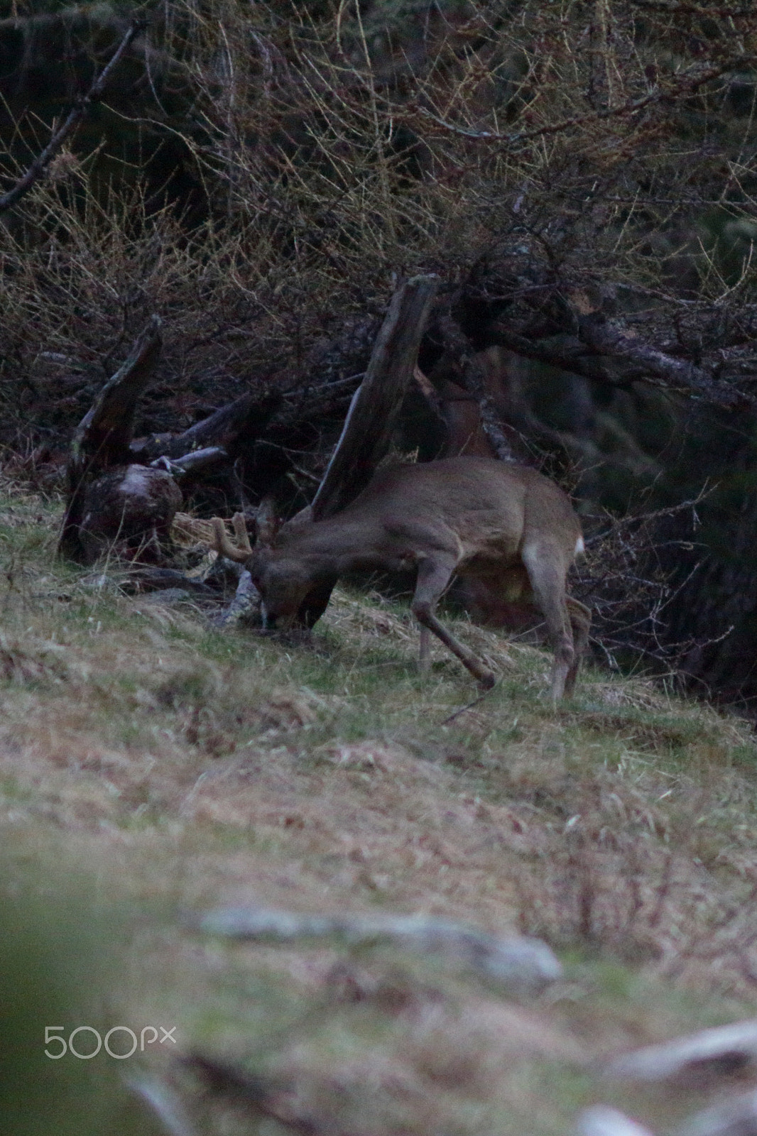 Canon EF 300mm F4L IS USM sample photo. Hirsch photography