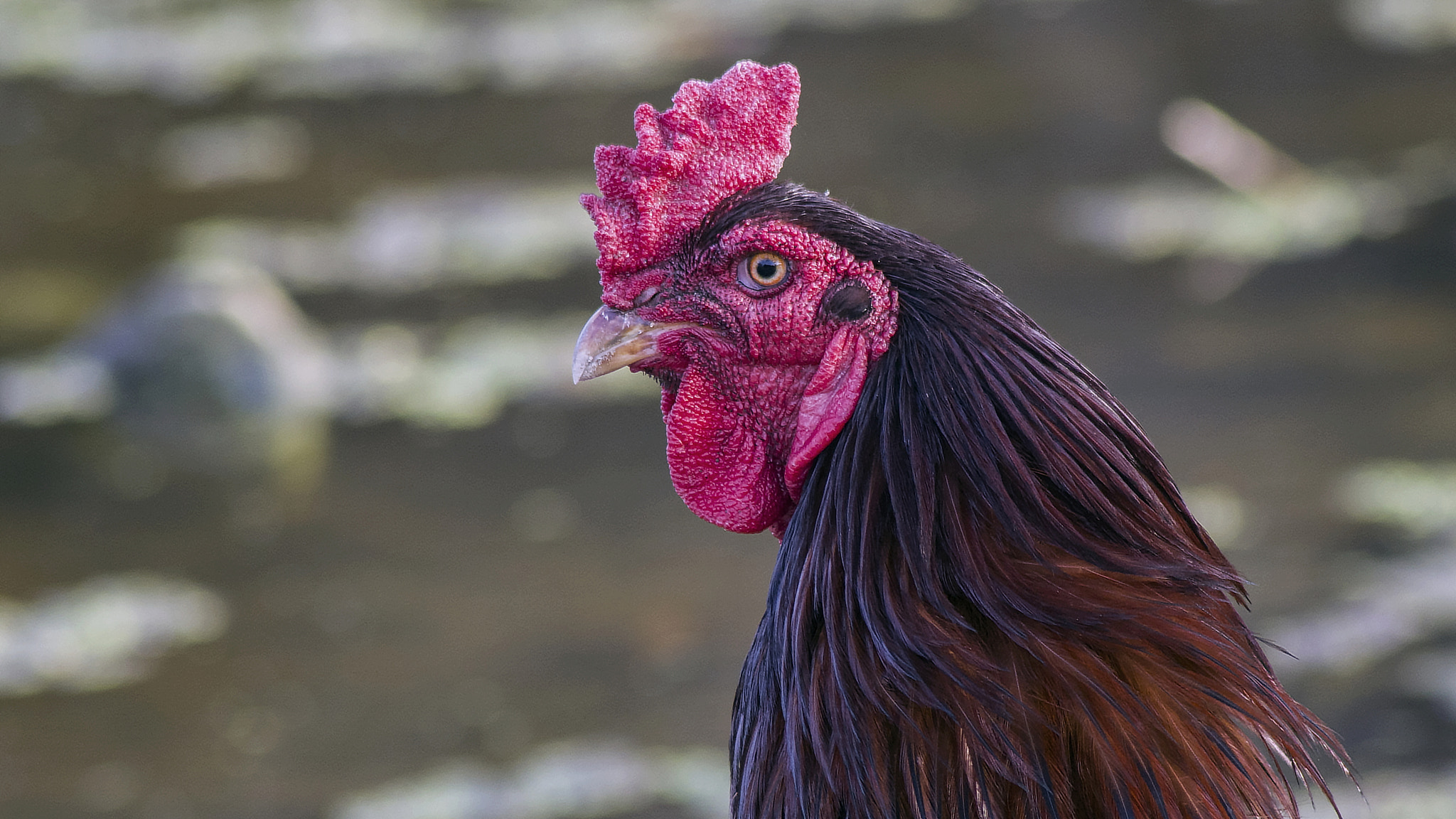 Pentax K-50 + Tamron AF 70-300mm F4-5.6 Di LD Macro sample photo. Male chicken photography