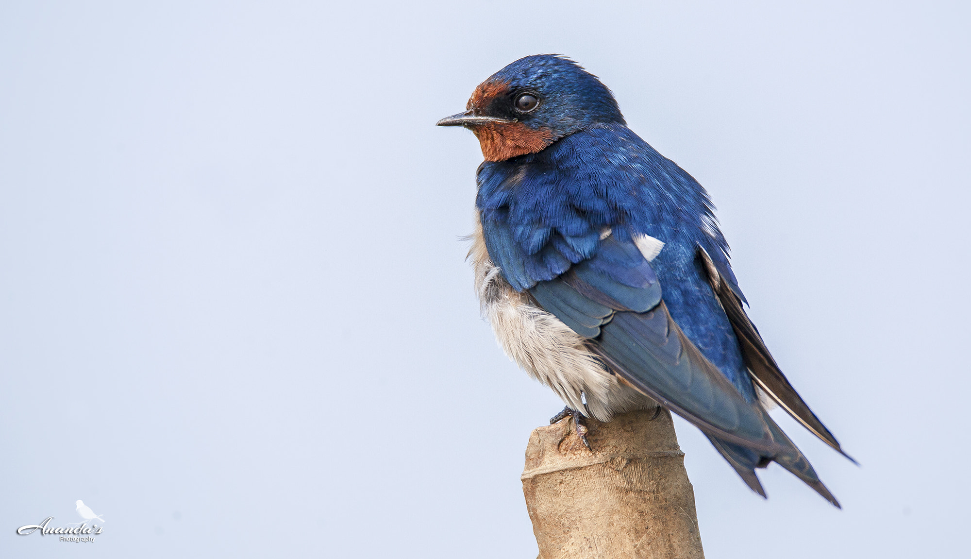 Tamron SP 150-600mm F5-6.3 Di VC USD sample photo. Watchful photography