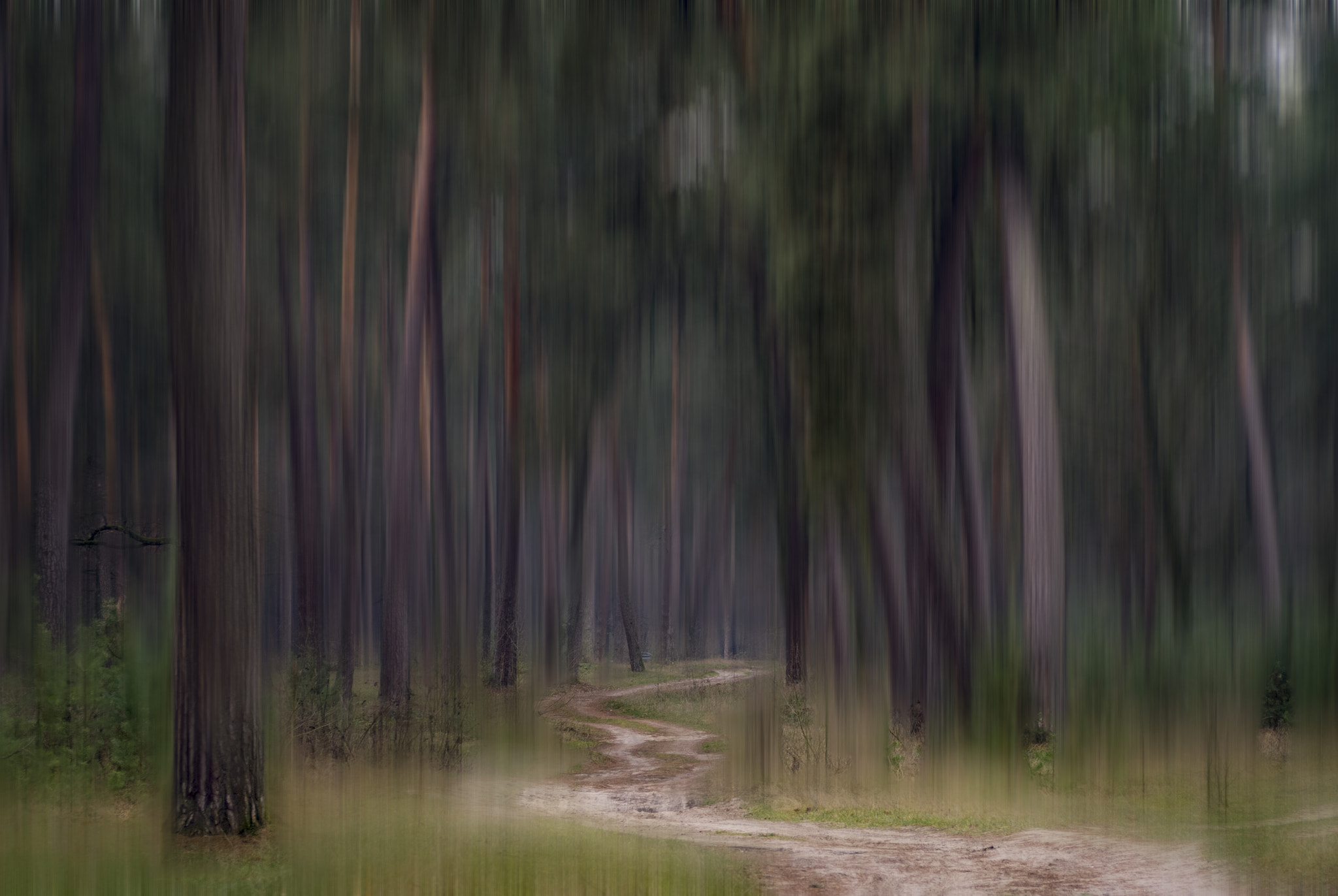 AF Zoom-Nikkor 28-85mm f/3.5-4.5 sample photo. мрії лісу photography