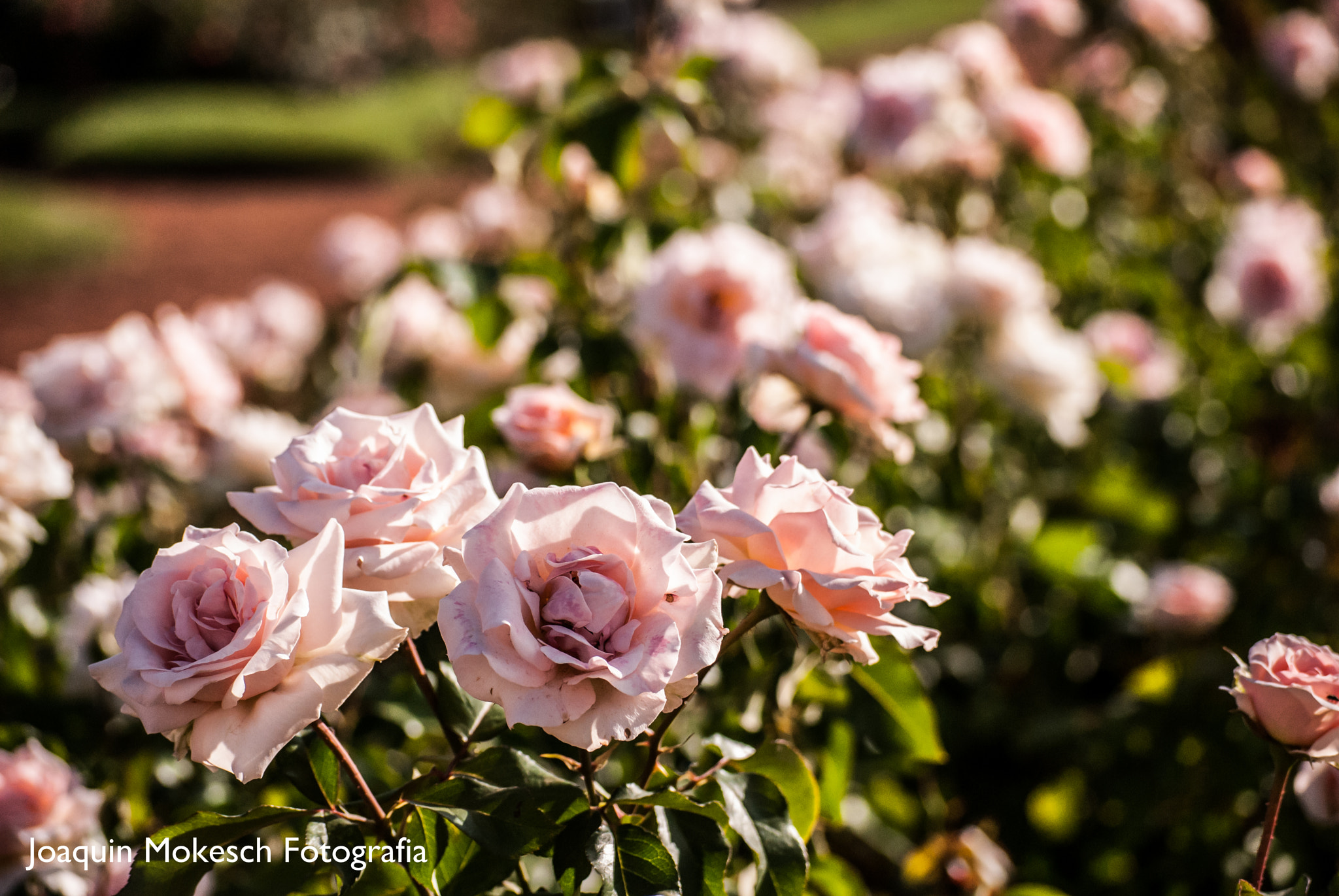 Nikon D200 sample photo. Rosedal photography
