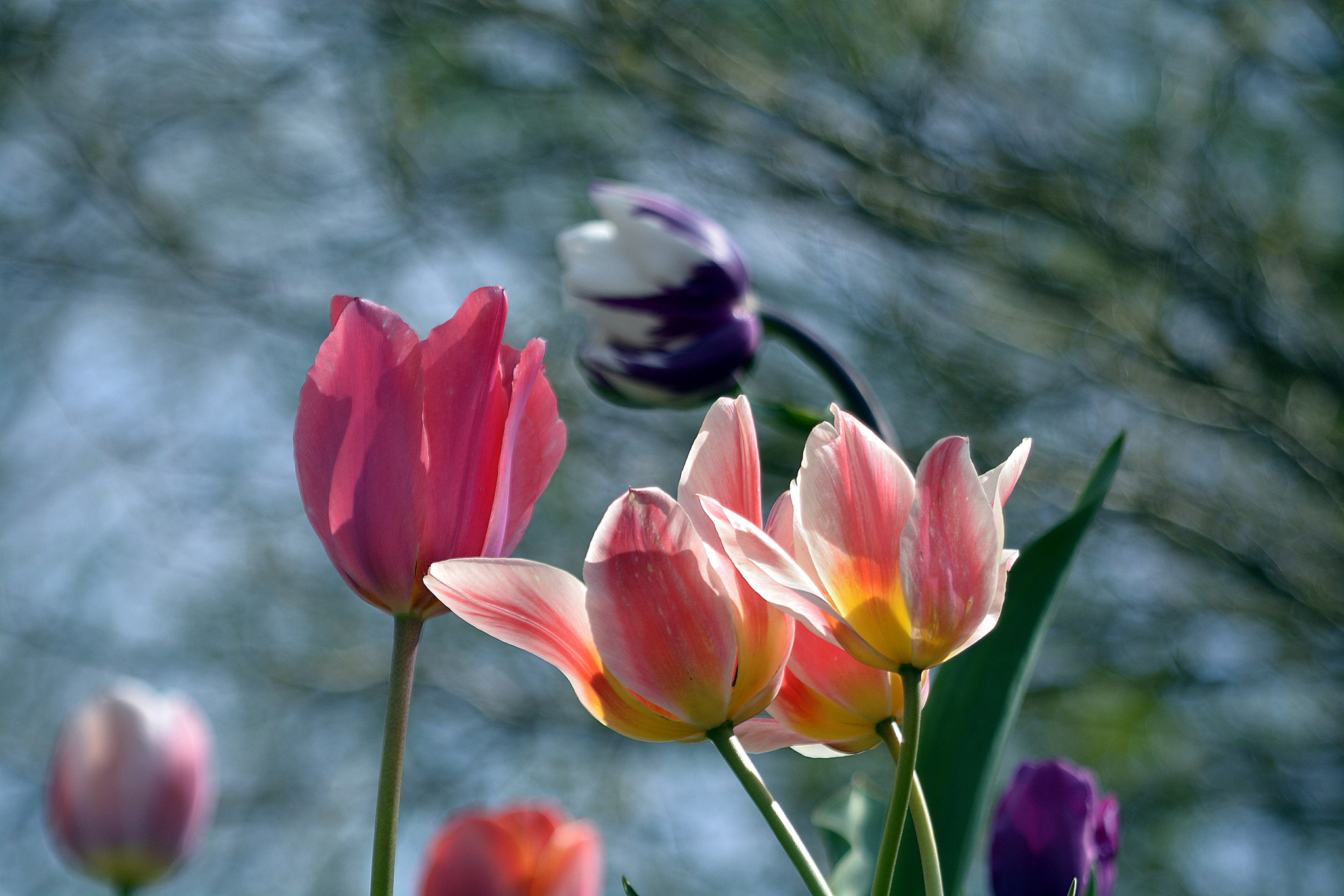 AF Zoom-Nikkor 35-135mm f/3.5-4.5 sample photo. Flower power :) photography