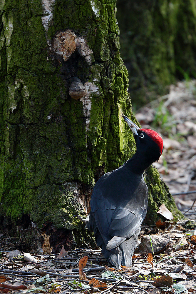 Canon EF 70-300mm F4-5.6L IS USM sample photo. Black woodpecker photography