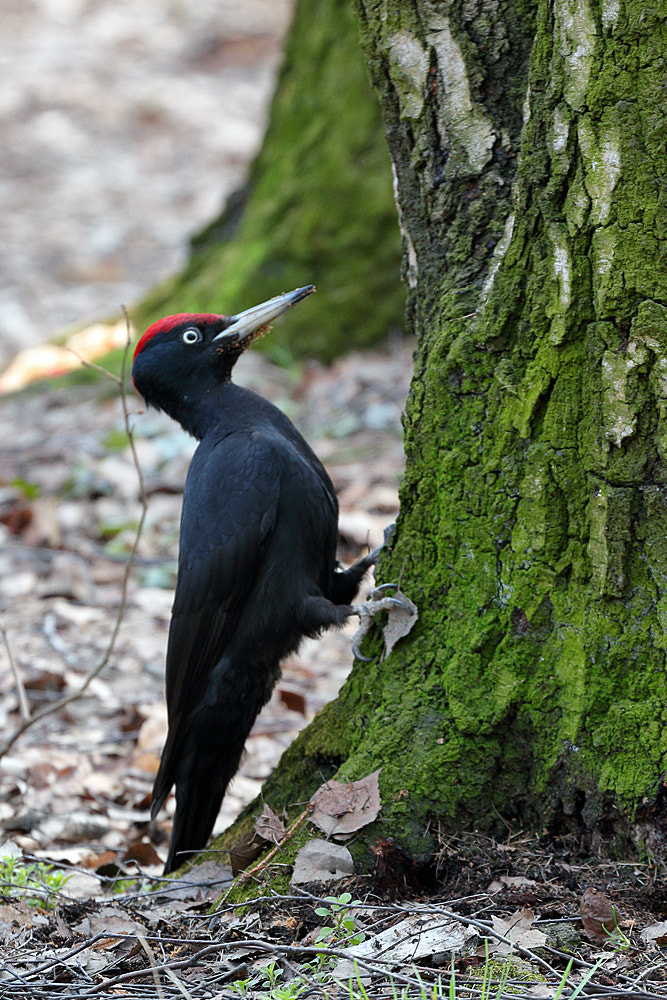 Canon EF 70-300mm F4-5.6L IS USM sample photo. Black woodpecker photography