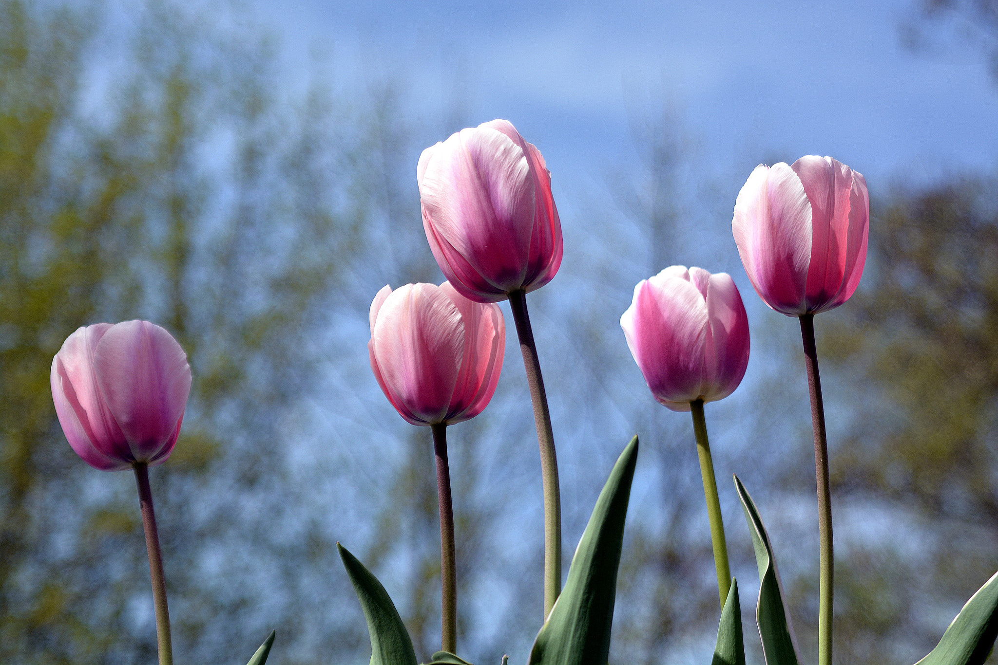 AF Zoom-Nikkor 35-135mm f/3.5-4.5 sample photo. Flower power :) photography