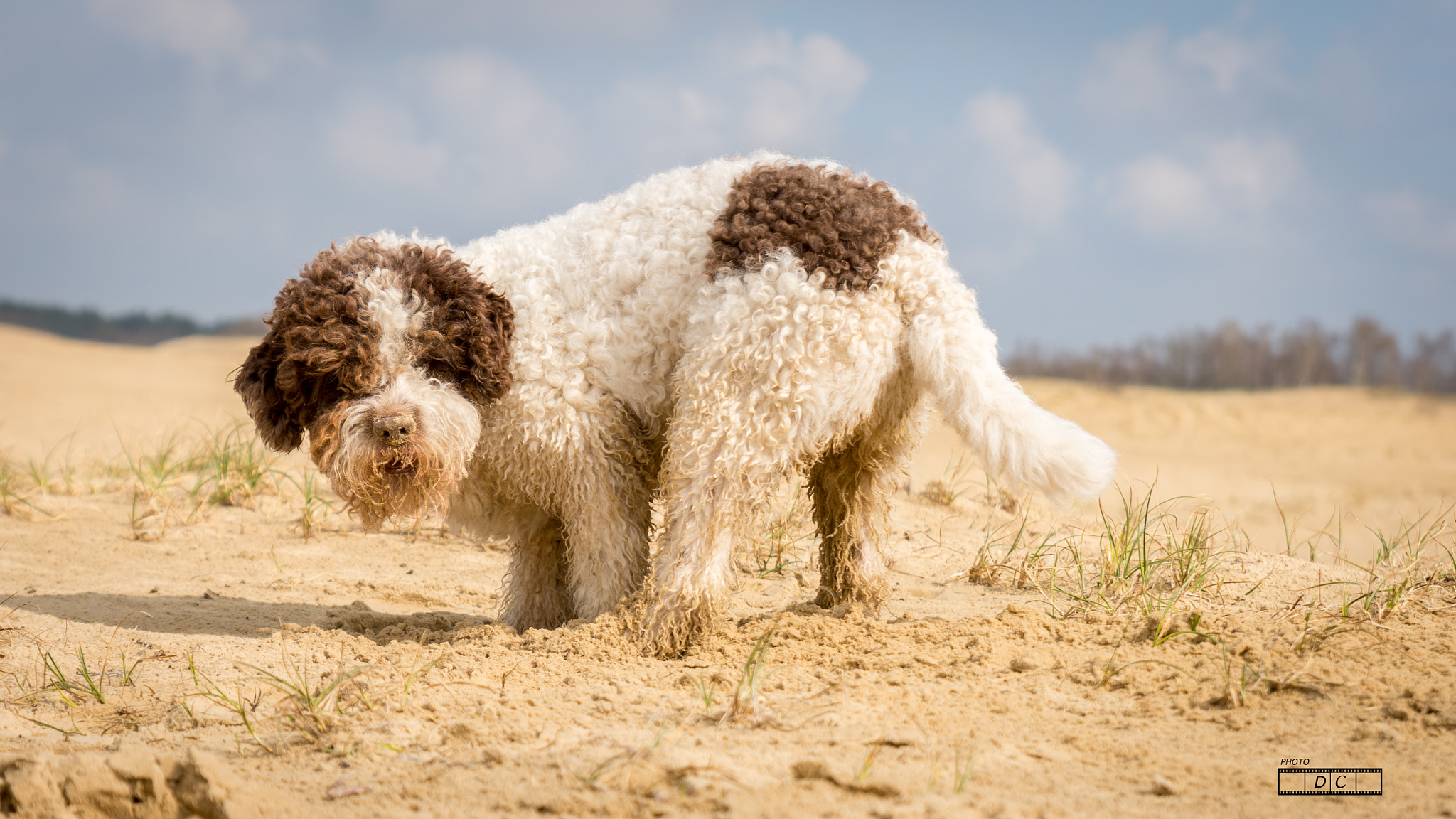 Lagotto Romagnolo digging