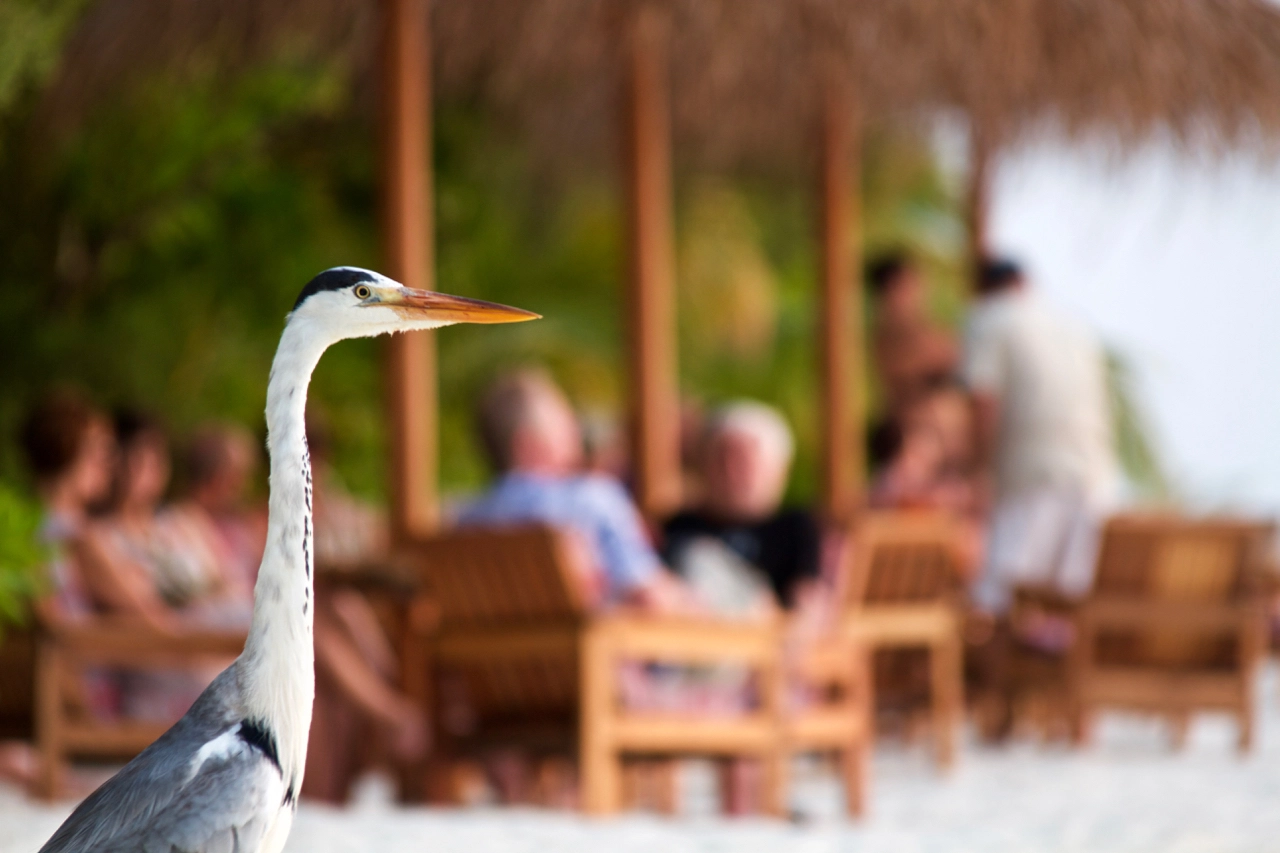 Canon EF 28-300mm F3.5-5.6L IS USM sample photo. People and heron photography