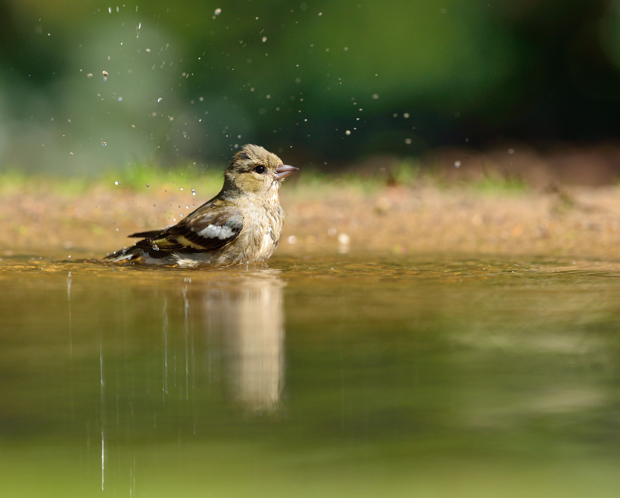 Nikon D600 + Nikon AF-S Nikkor 400mm F2.8D ED-IF II sample photo. Vink photography