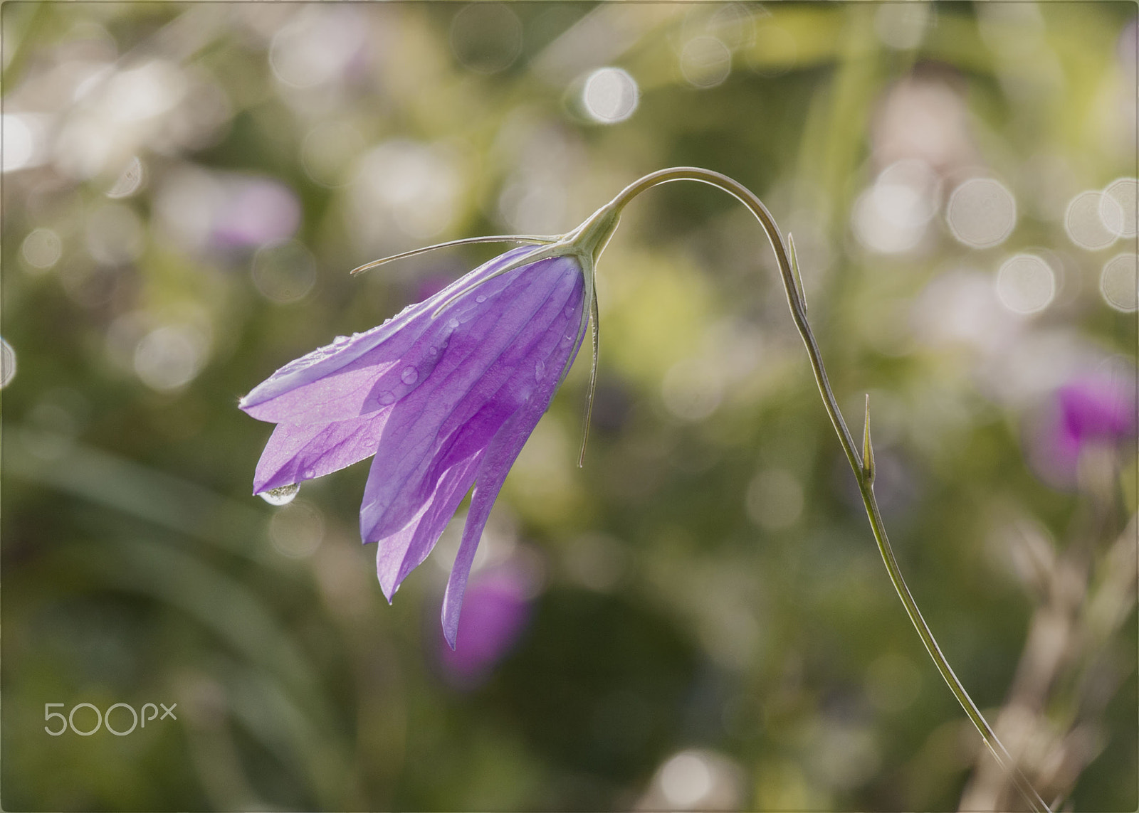 Nikon D60 sample photo. Morning photography