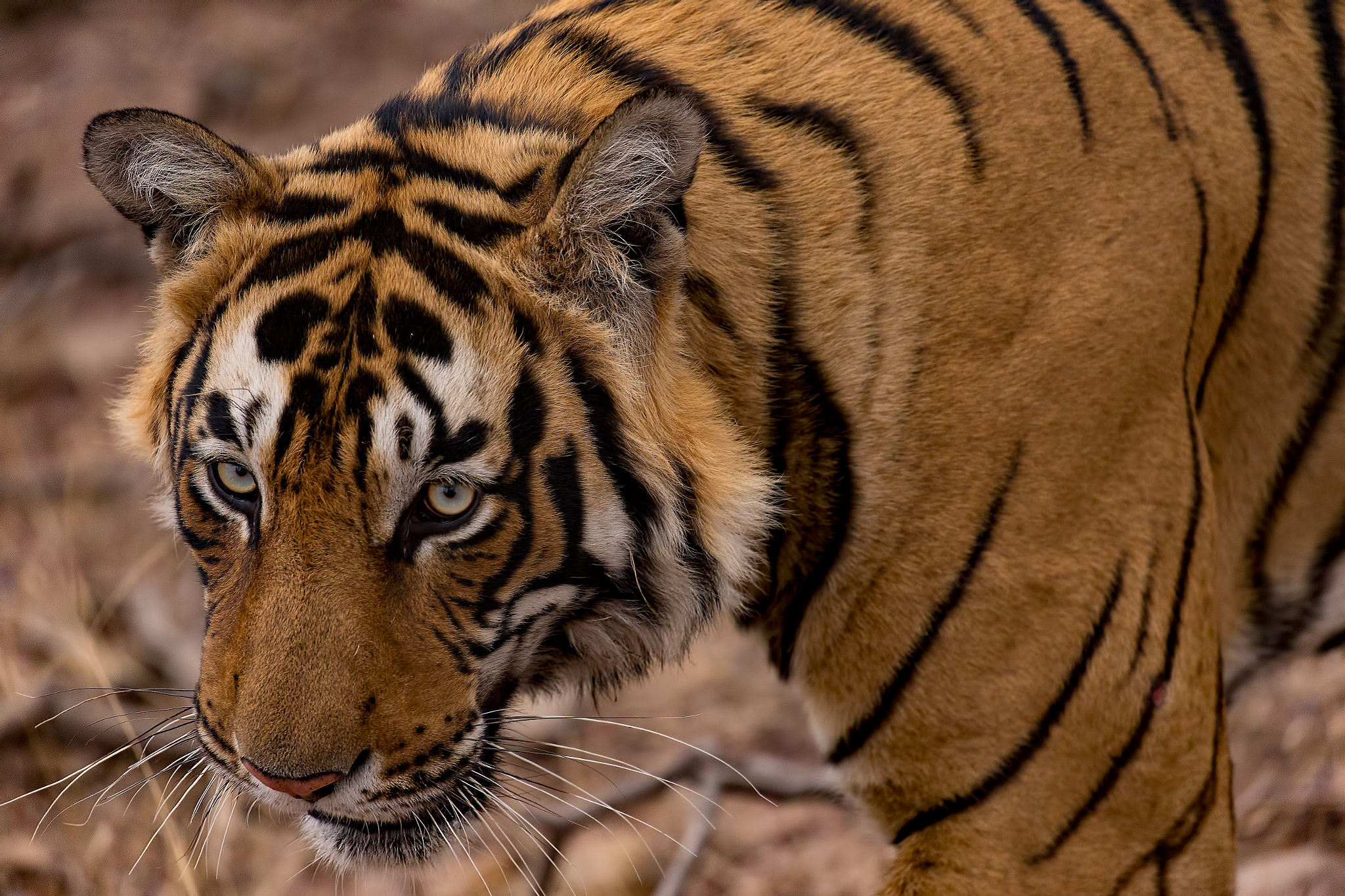 Canon EF 100-400mm F4.5-5.6L IS II USM sample photo. Hypnotic tiger eyes photography