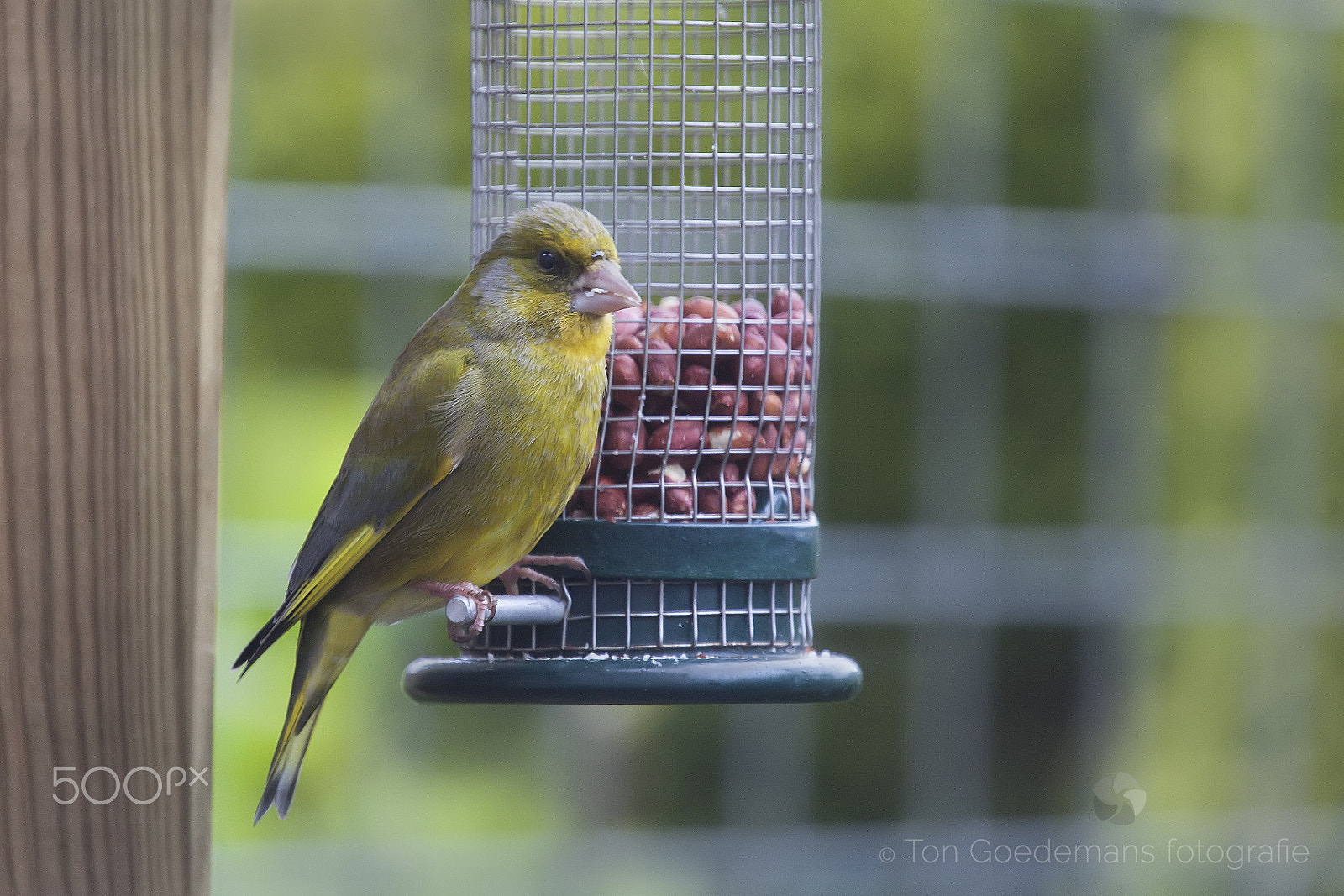 Canon EF 70-200mm F4L USM sample photo. Greenfinch photography