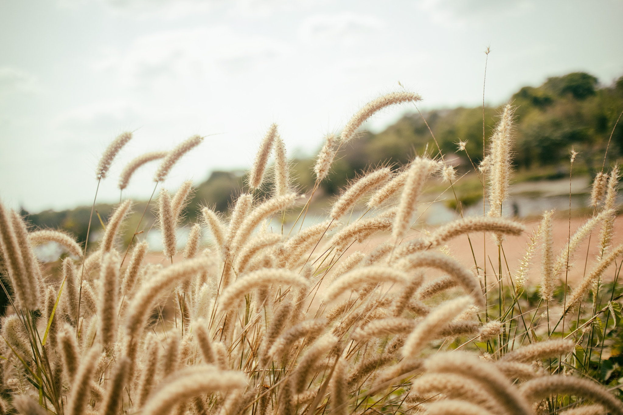 Canon EOS M2 + Canon EF-M 22mm F2 STM sample photo. Welcome to my sunny day photography