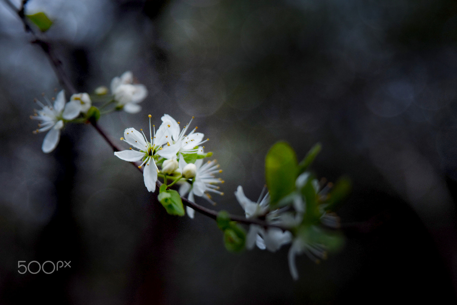 Sigma 24-70mm F2.8 EX DG HSM sample photo. Flower of the night photography