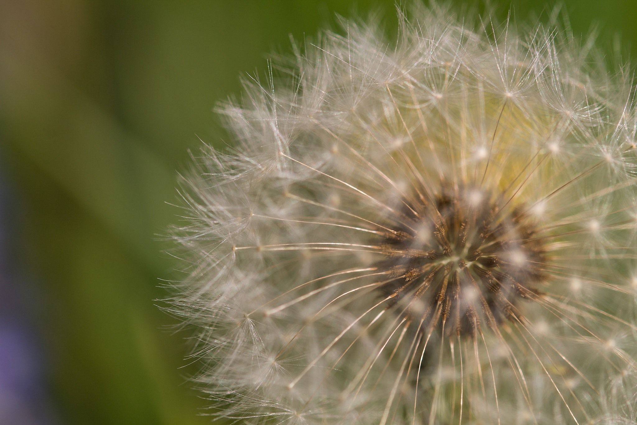 Sigma 105mm F2.8 EX DG OS HSM sample photo. Pusteblume photography