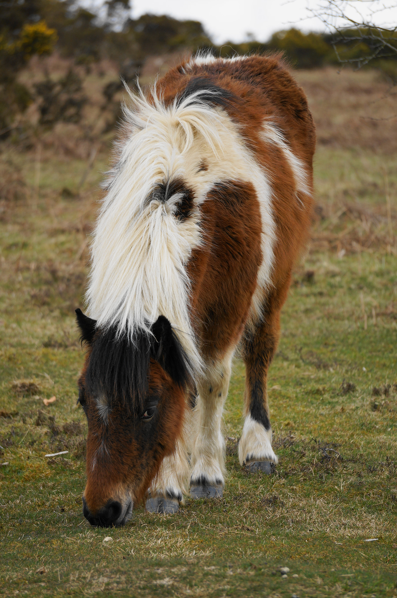 Sony FE 24-240mm F3.5-6.3 OSS sample photo. Dartmoorpony photography