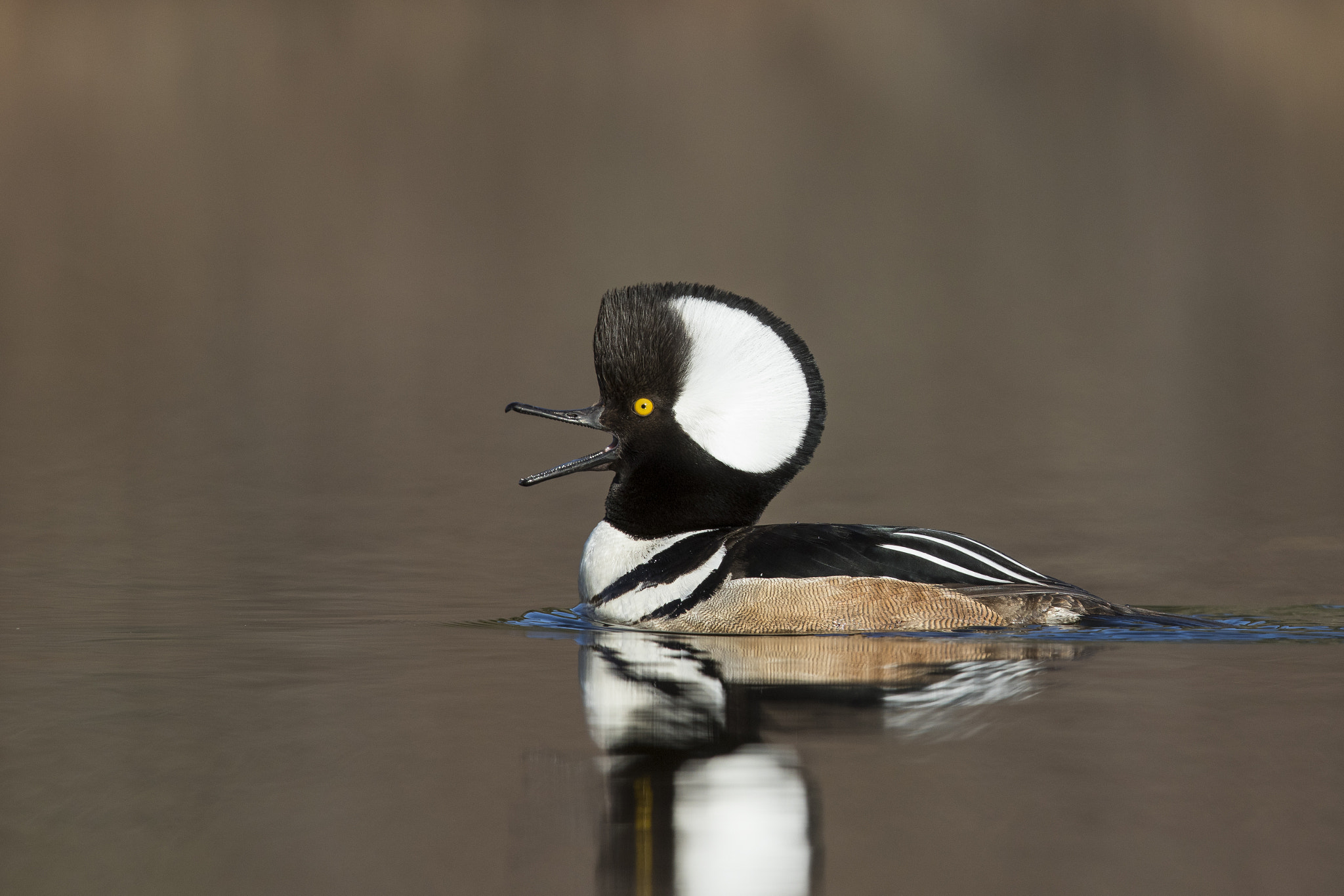 Canon EOS 7D Mark II + Canon EF 600mm F4L IS II USM sample photo. Hooded merganser / harle couronné photography