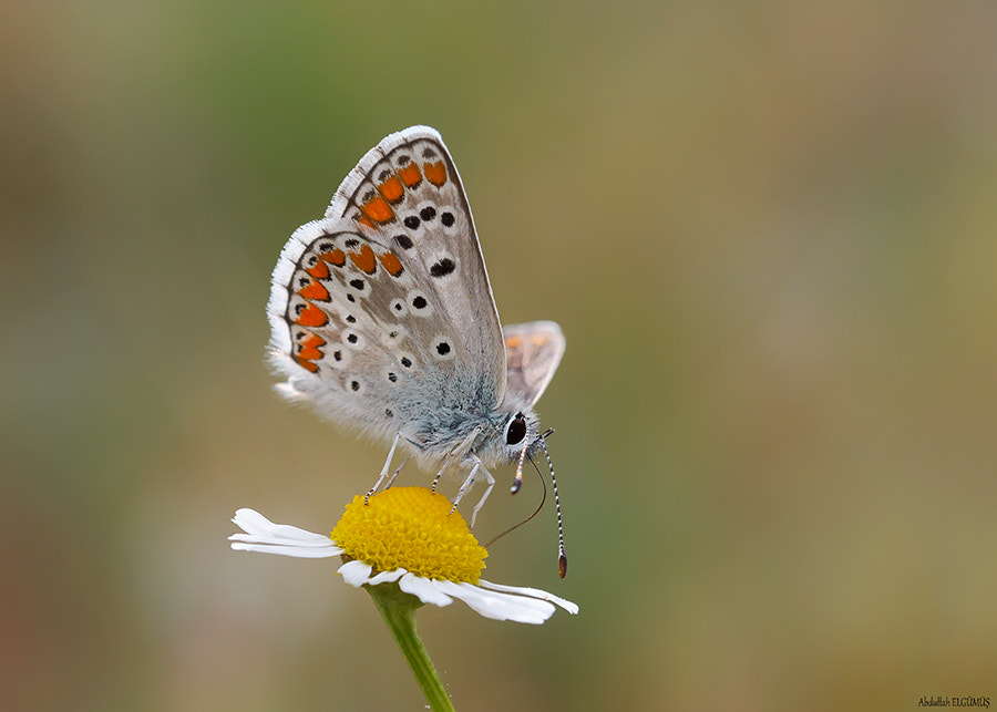 Canon EF 100mm F2.8 Macro USM sample photo. Çokgözlü esmer / polyommatus agestis photography