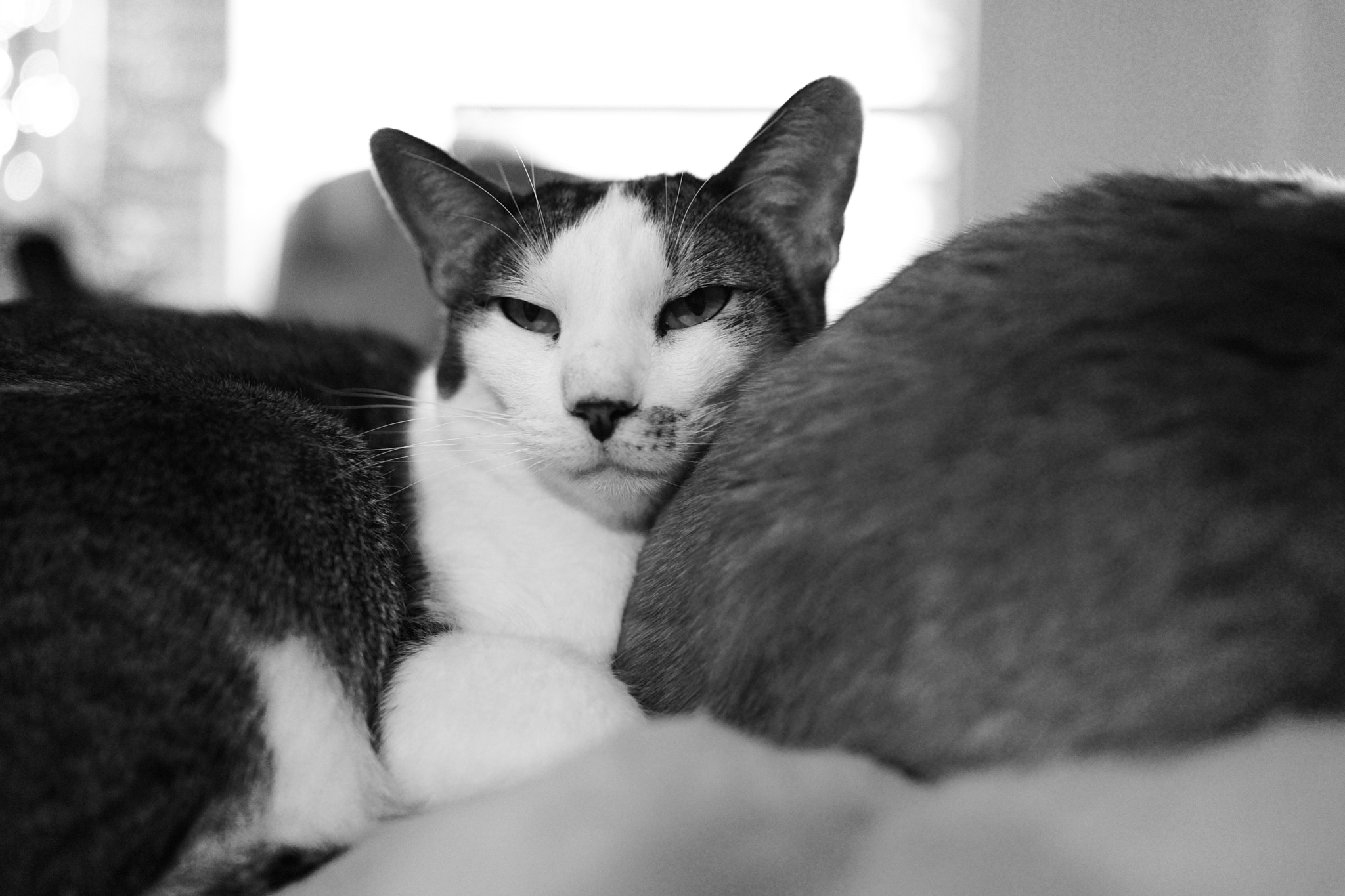Sony Cyber-shot DSC-RX1 + Sony 35mm F2.0 sample photo. Mimi photography