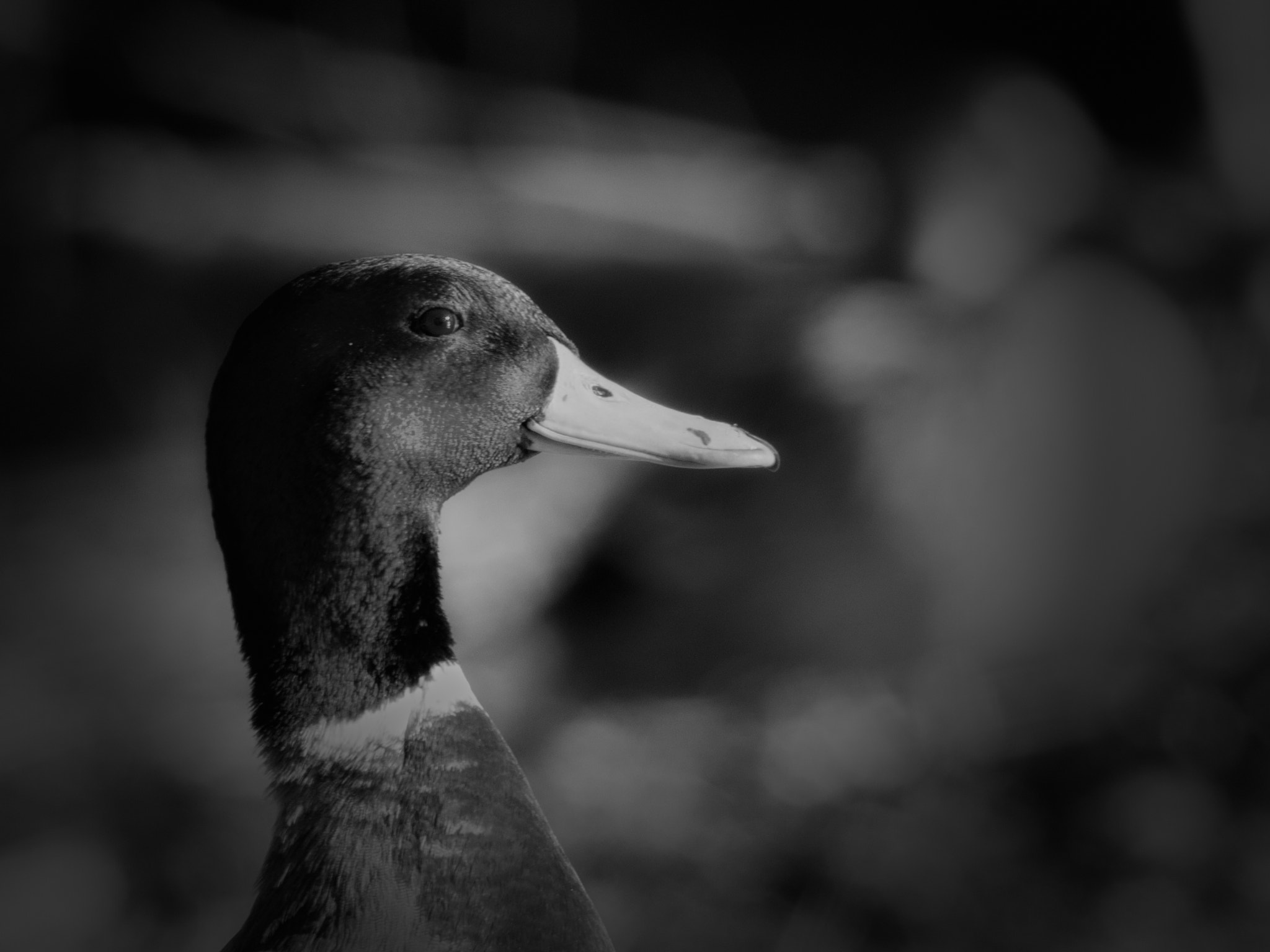 Sigma 150-600mm F5-6.3 DG OS HSM | C sample photo. Mr. d.mallard photography