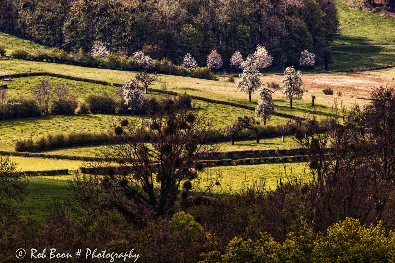 Canon EF 100-400mm F4.5-5.6L IS II USM sample photo. Spring is in the air @ noorbeek 2 photography