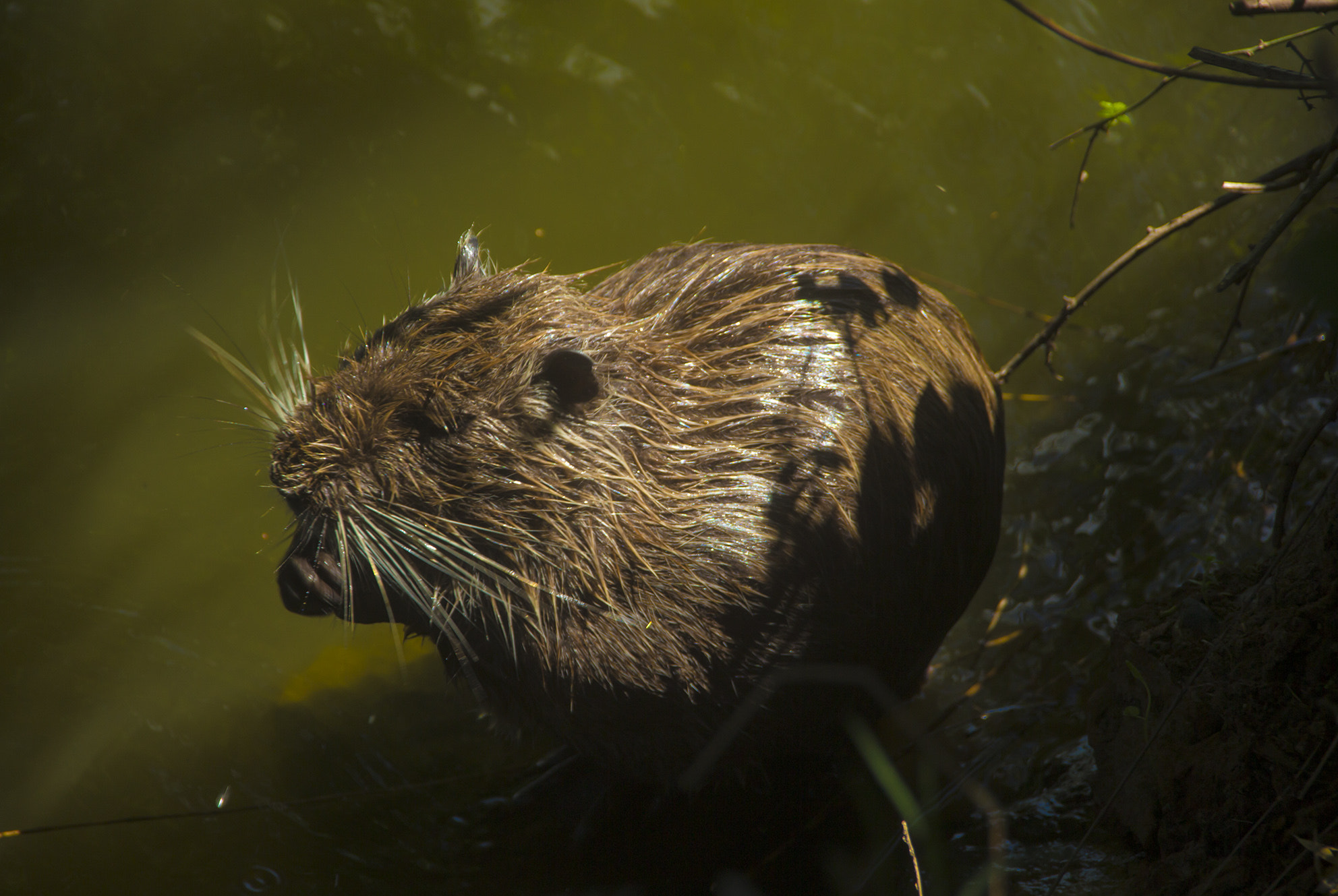 Sigma 18-200mm f/3.5-6.3 DC OS sample photo. Water rodent photography