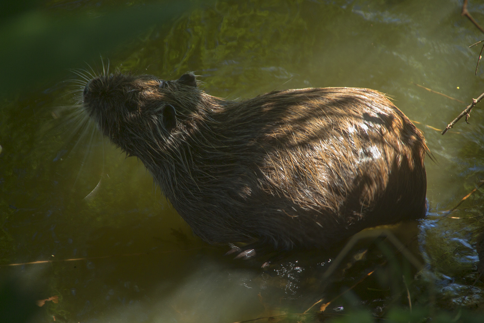 Sigma 18-200mm f/3.5-6.3 DC OS sample photo. Water rodent photography