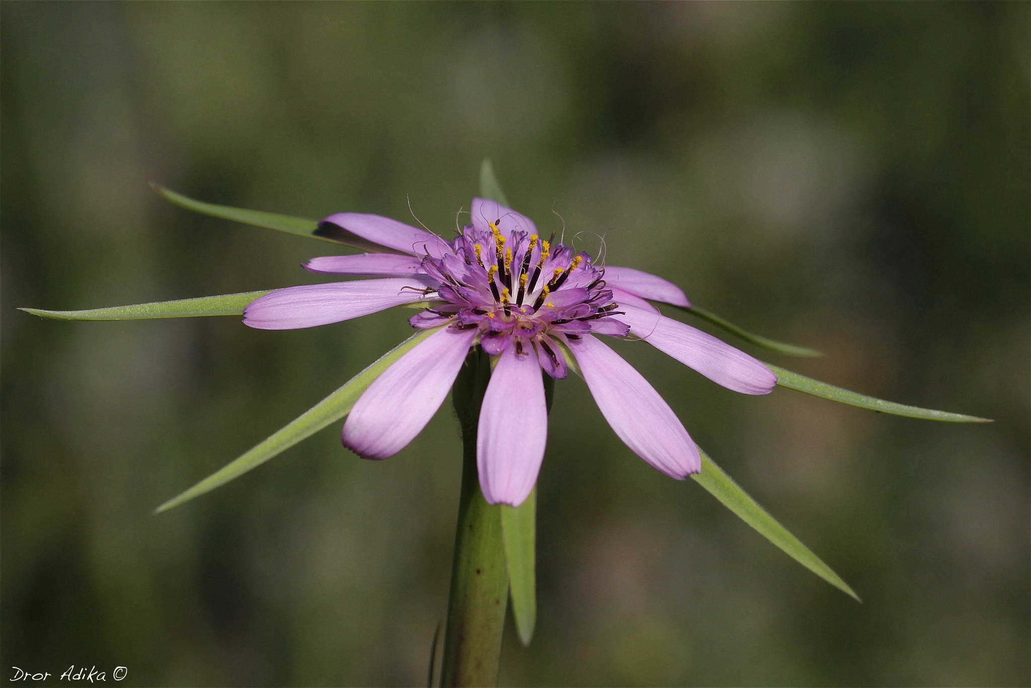 Canon EOS 700D (EOS Rebel T5i / EOS Kiss X7i) sample photo. Pink photography