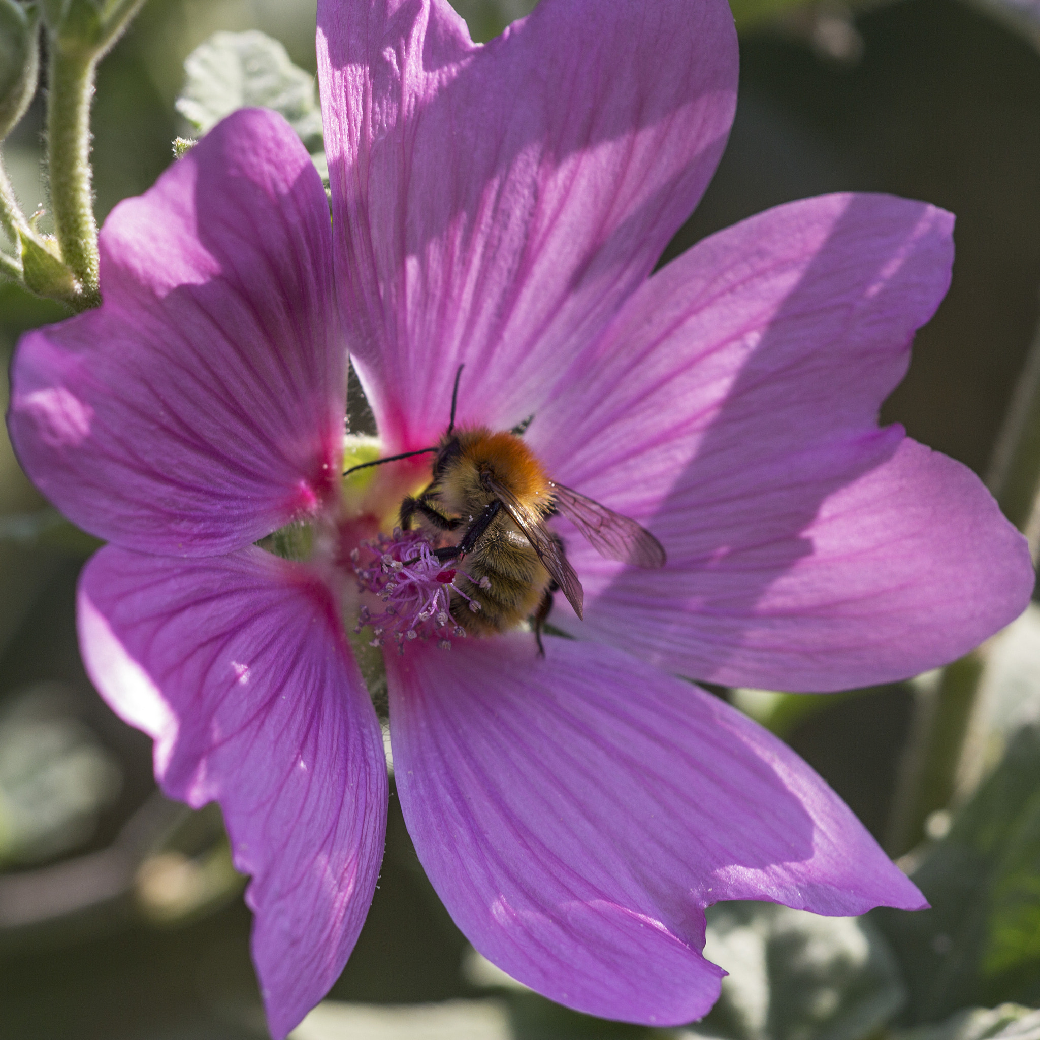 Sigma APO Macro 150mm f/2.8 EX DG HSM sample photo. Bumblebee photography
