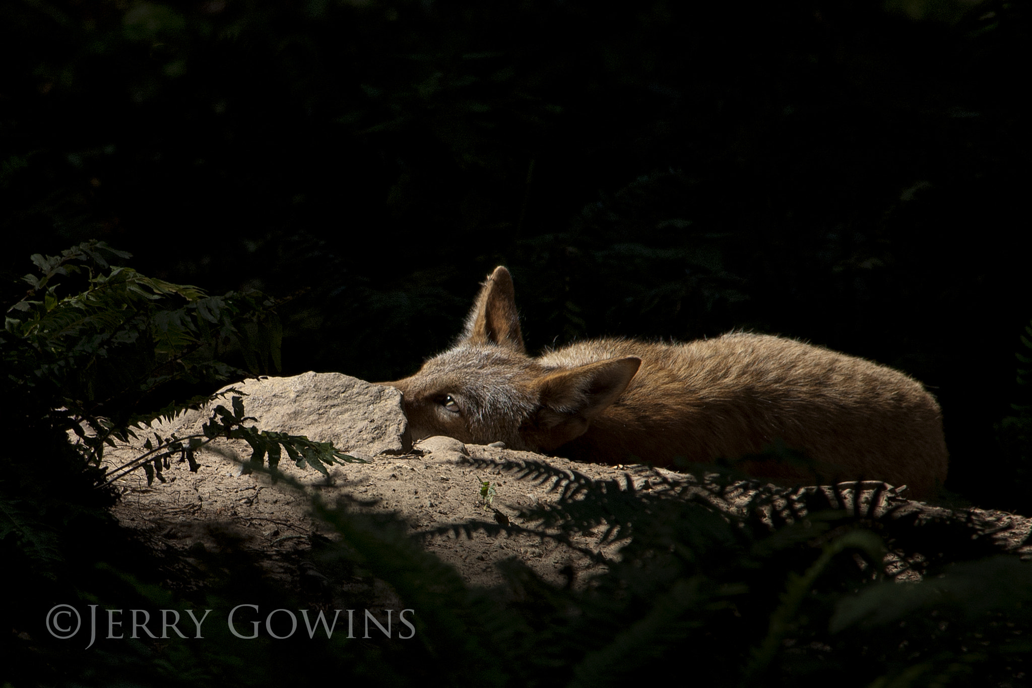 Nikon D70 sample photo. "dejection" photography