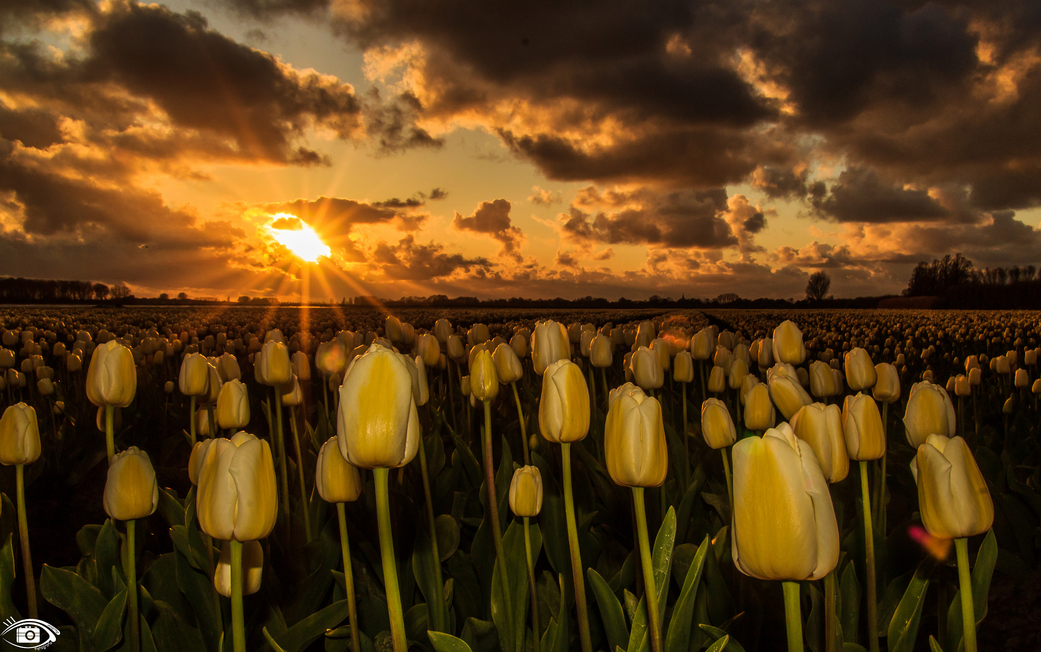 Sigma 17-70mm F2.8-4 DC Macro OS HSM sample photo. Tullips with a star ;) photography