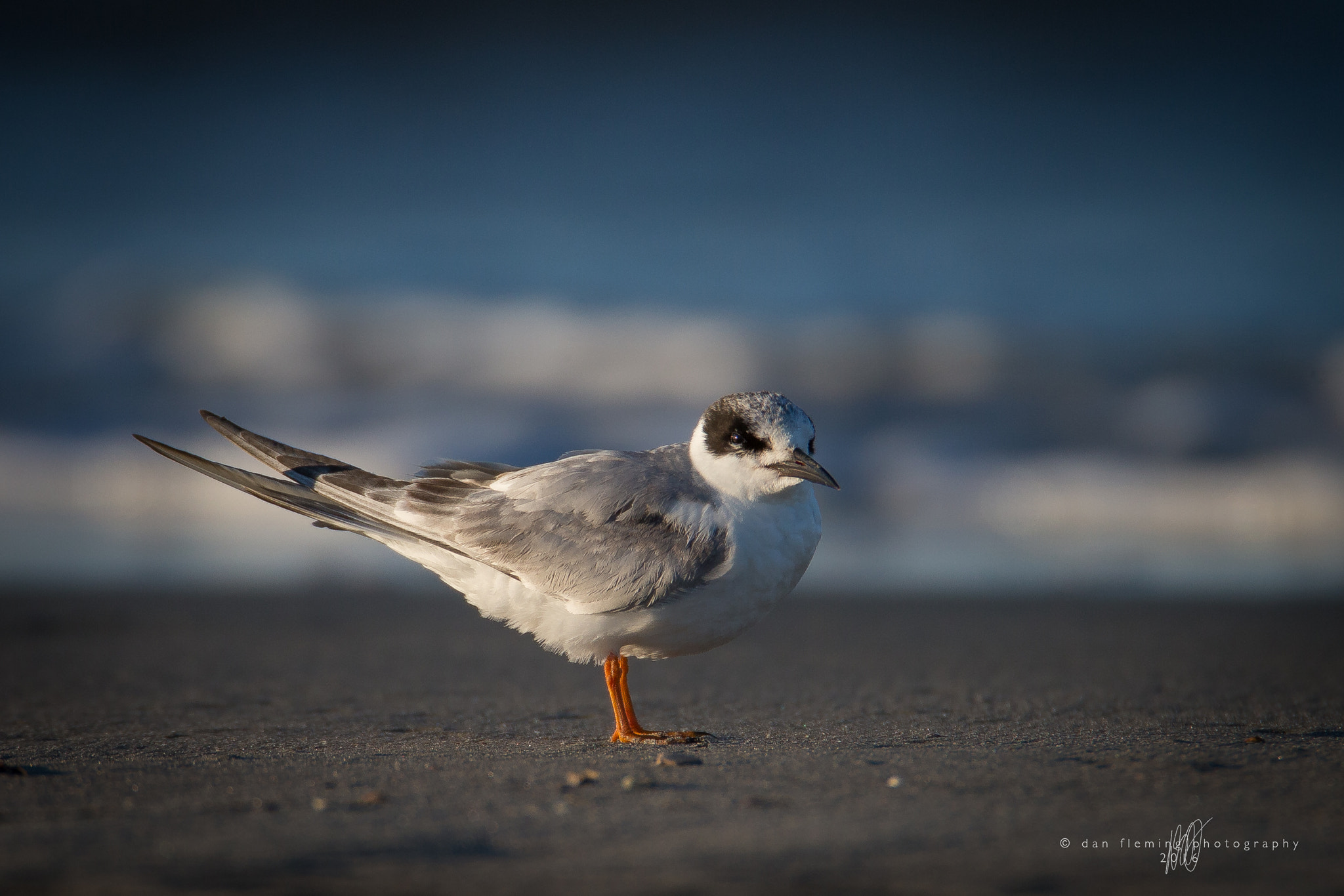Canon EF 600mm F4L IS USM sample photo. Learning the ropes photography