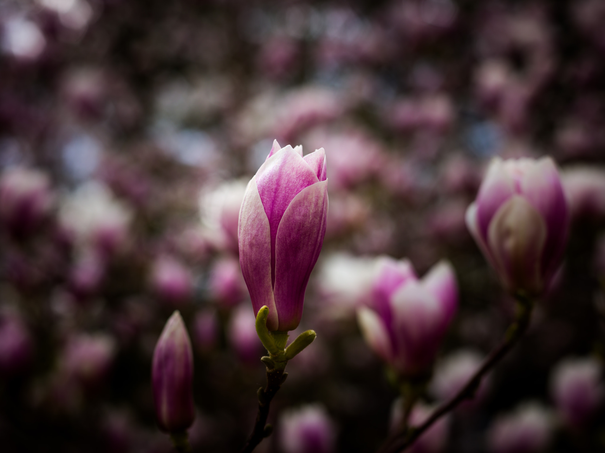 Mamiya LS 80mm f/2.8 D sample photo. About to bloom photography