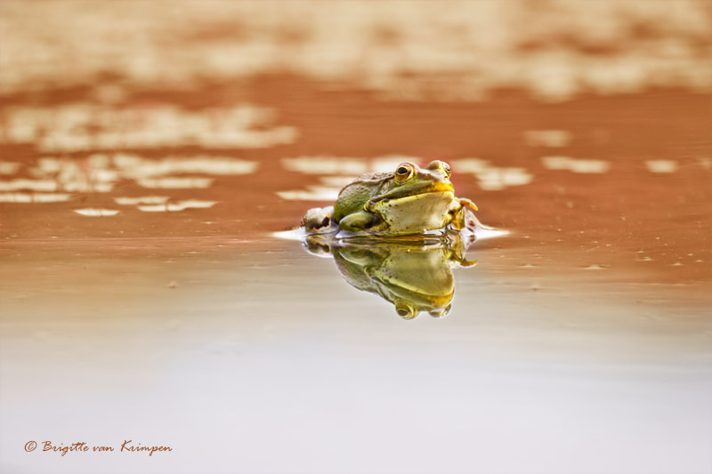 Canon EF 100-400mm F4.5-5.6L IS II USM sample photo. Goodnight kiss photography