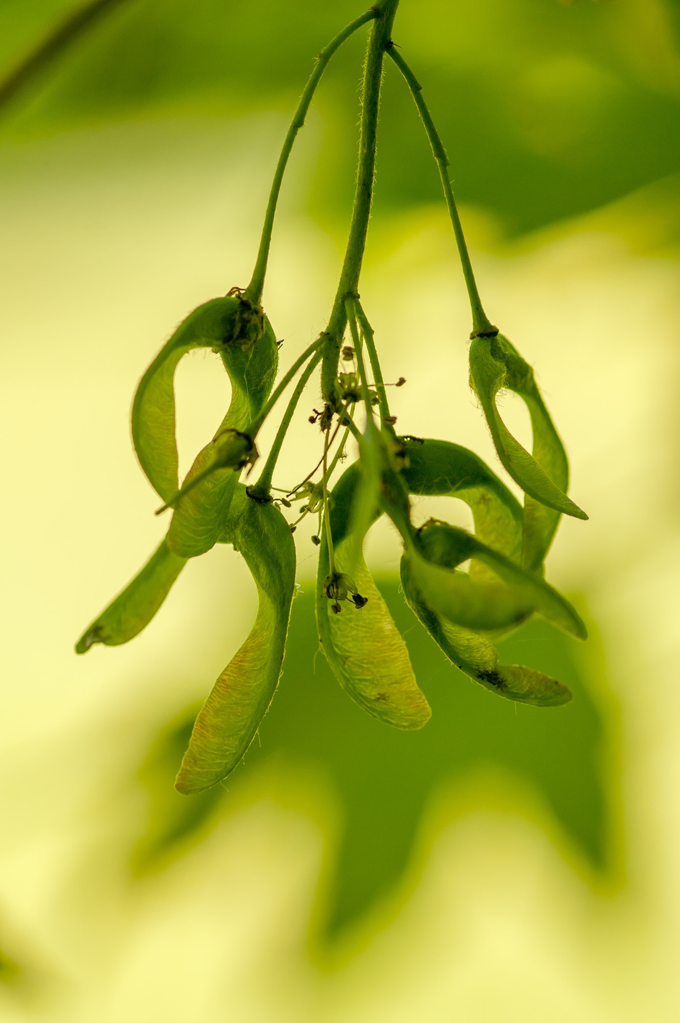Pentax K20D + Sigma sample photo. Drooping photography