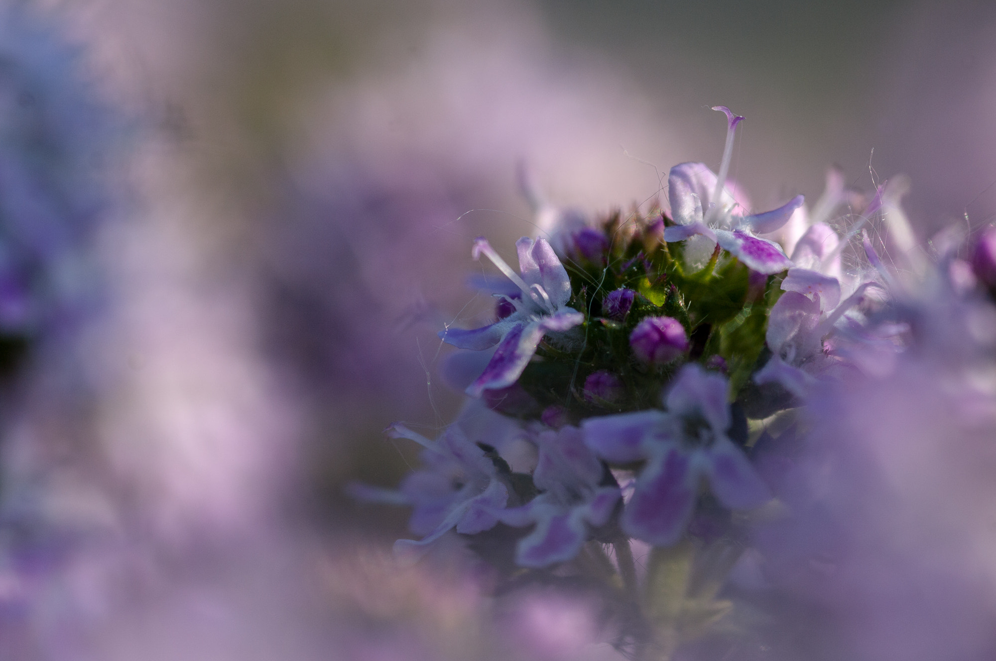 Pentax K20D + Sigma sample photo. Sunset spring photography