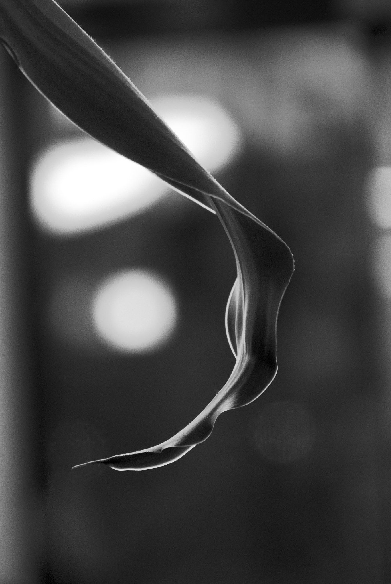 Nikon 1 Nikkor VR 30-110mm F3.8-5.6 sample photo. Leaf photography