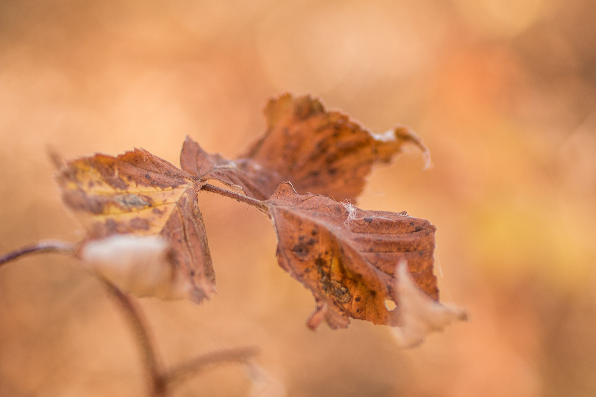 Canon EOS 70D + Canon EF 50mm F2.5 Macro sample photo. Last leaf photography