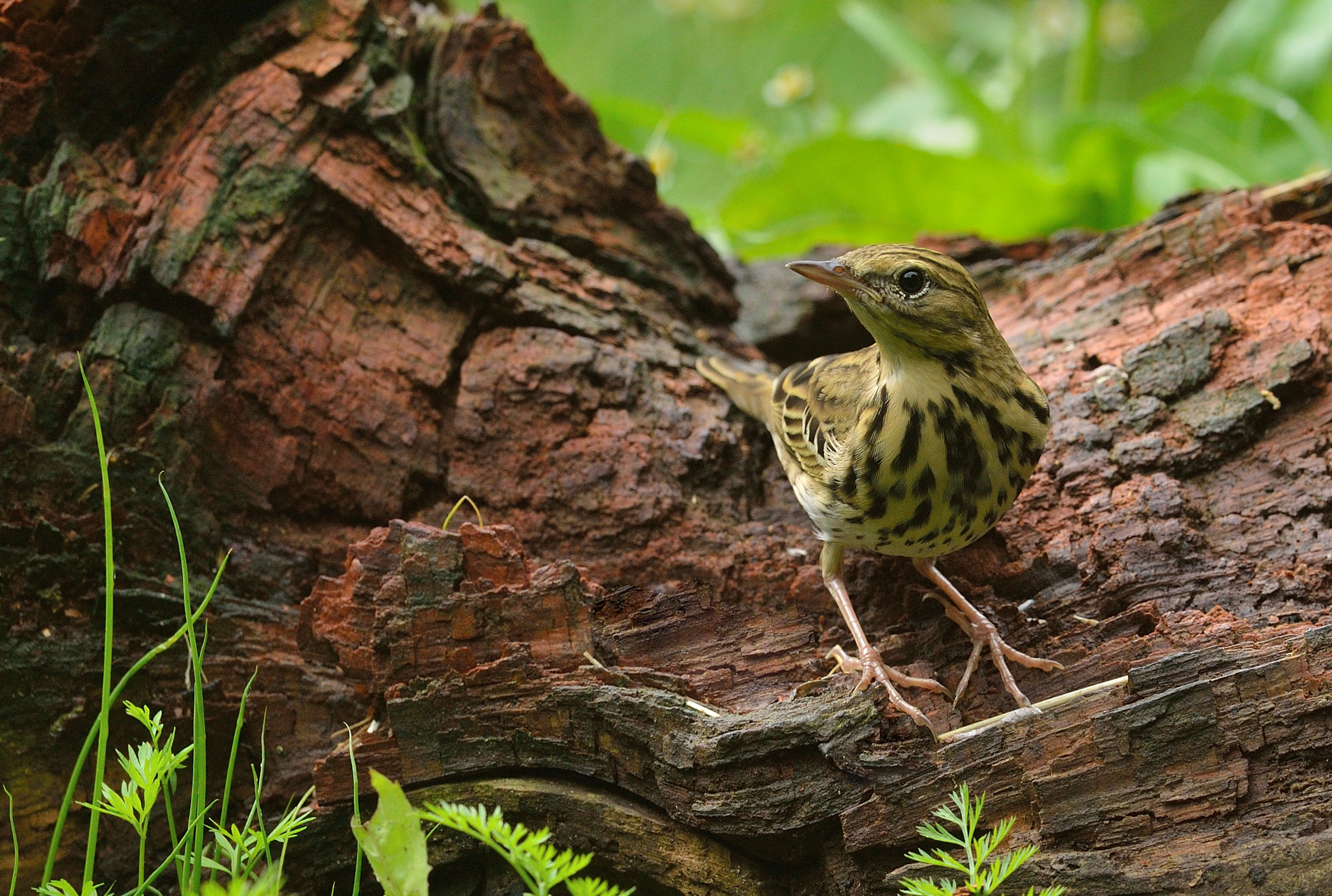 Nikon D600 + Nikon AF-S Nikkor 400mm F2.8D ED-IF II sample photo. Boompieper photography