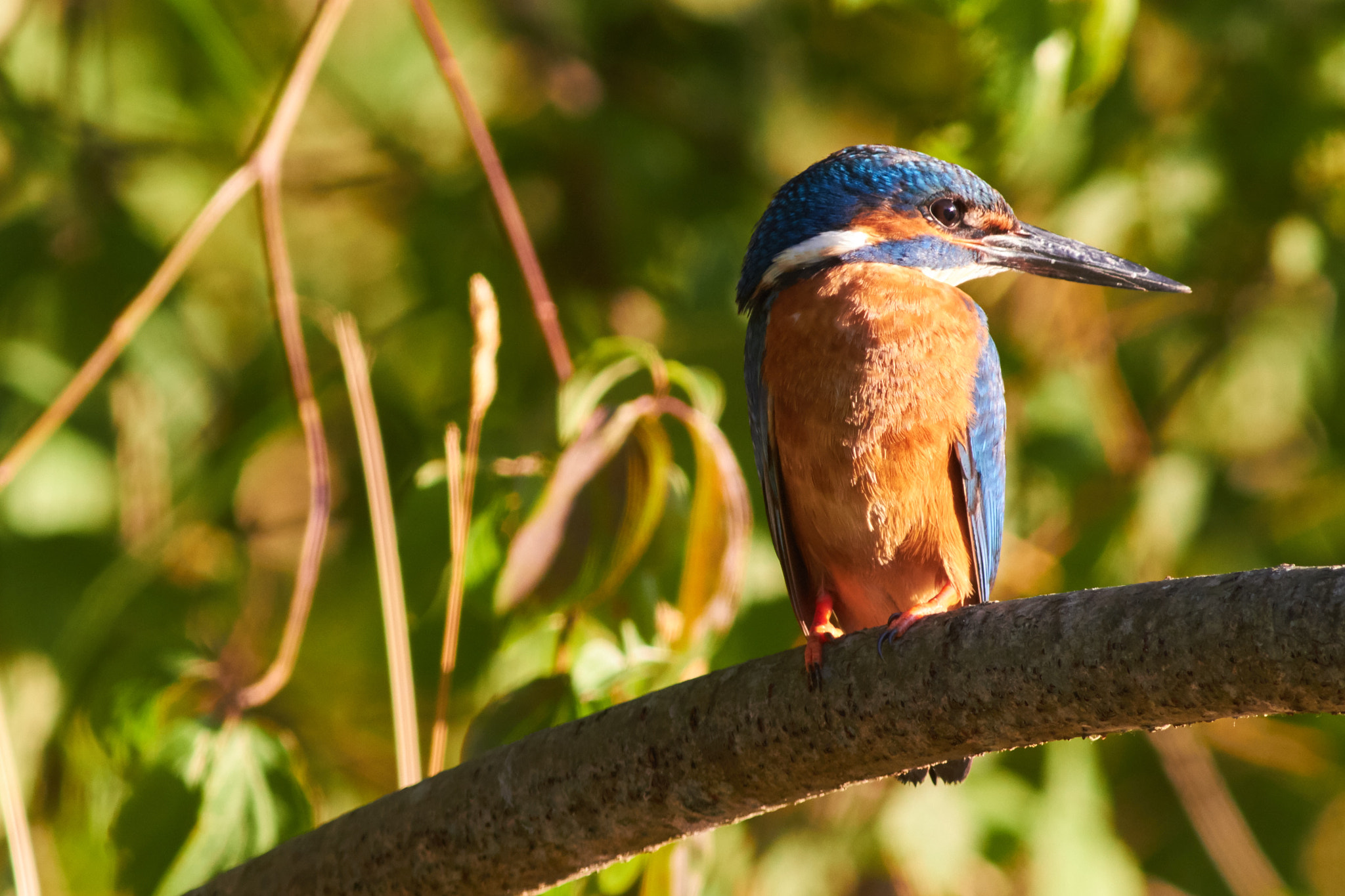 Canon EF 300mm F4L IS USM sample photo. Eisvogel photography