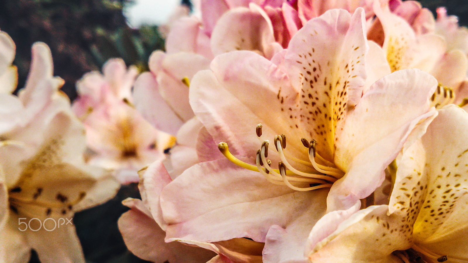 Sony Xperia P sample photo. Rhododendron photography