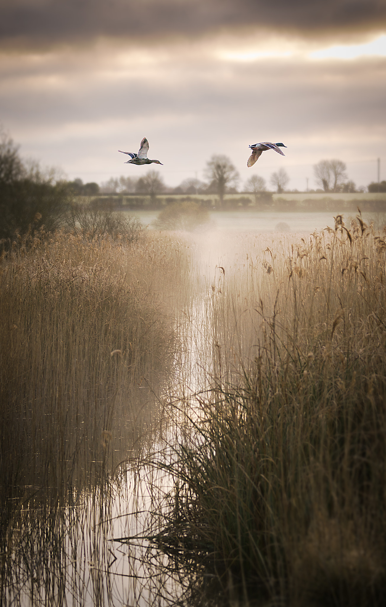 Sony 70-300mm F4.5-5.6 G SSM sample photo. Ducks photography