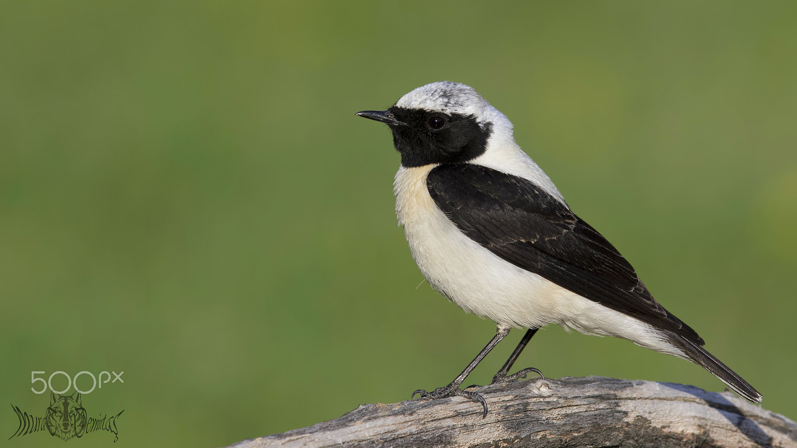 Canon EF 400mm F2.8L IS II USM sample photo. Karakulaklı kuyrukkakan » black-eared wheatear photography
